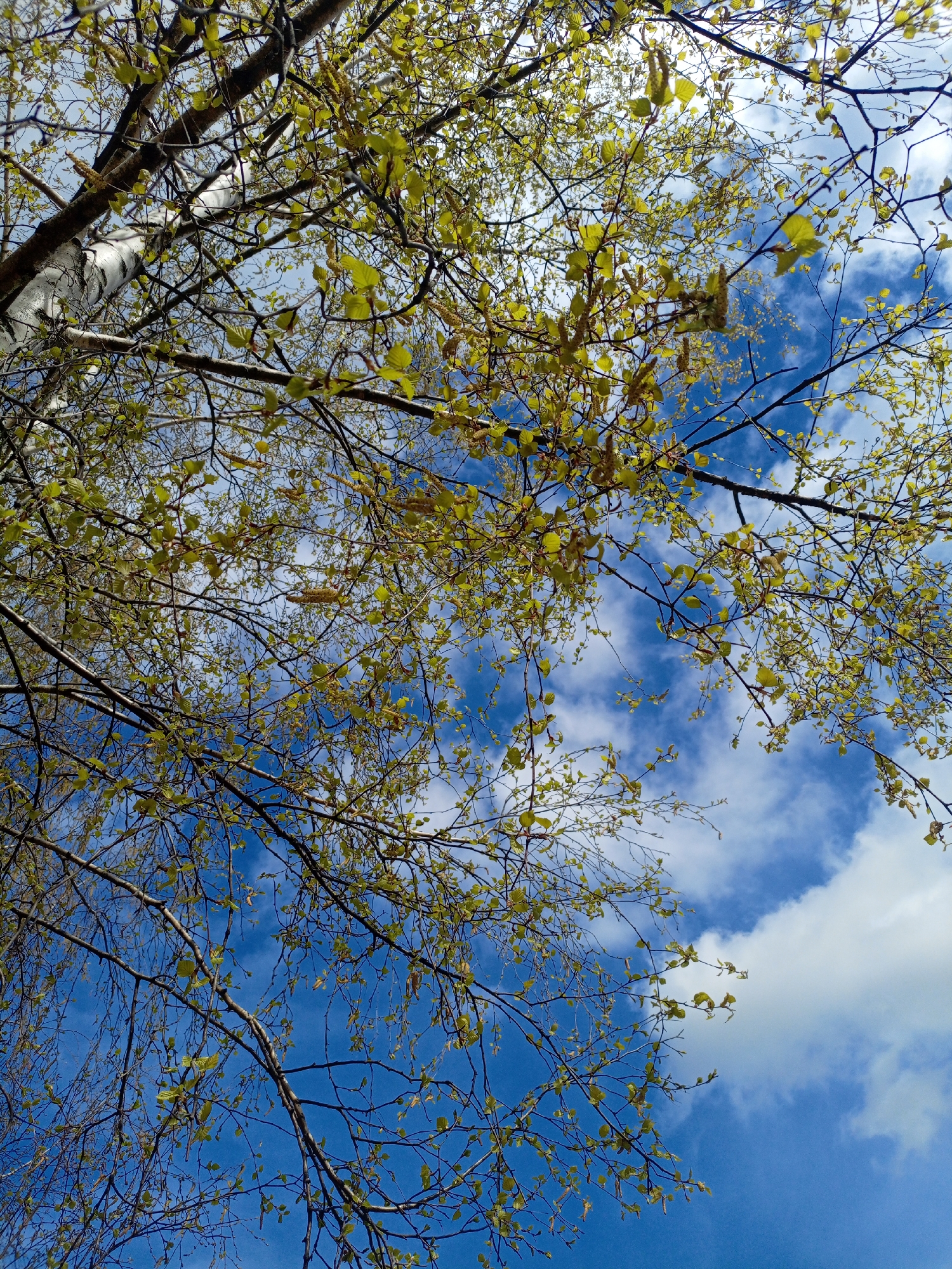 Spring birch foliage emerges in Hrodna, Belarus