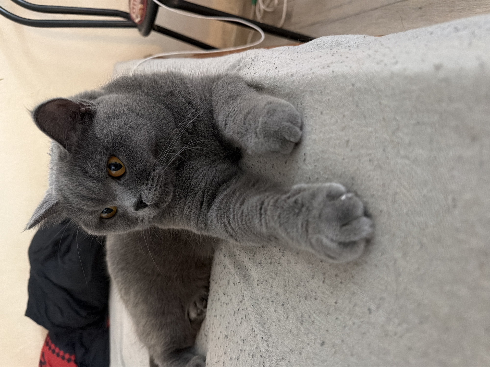British Shorthair cat at home in Szczecin, backyard in the sun