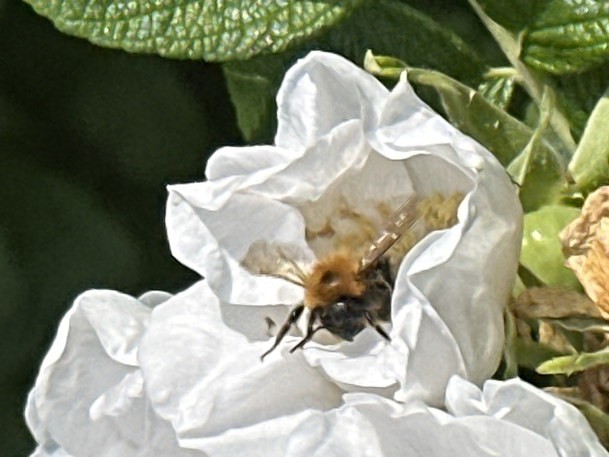 Lazy summer breakfast in Podolsk, bees and all