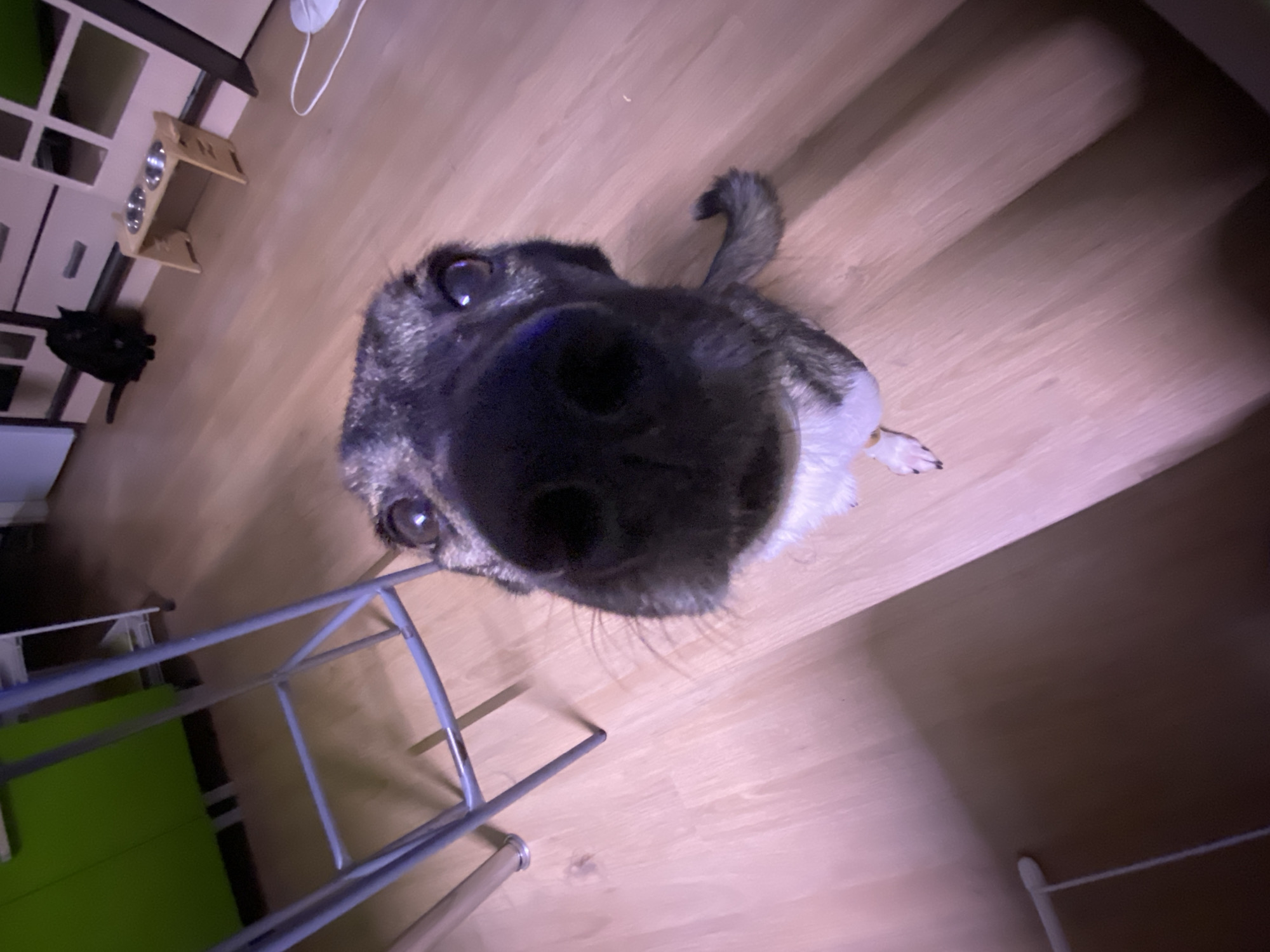 Close-up dog photos captured in Chaikovsky, Russia