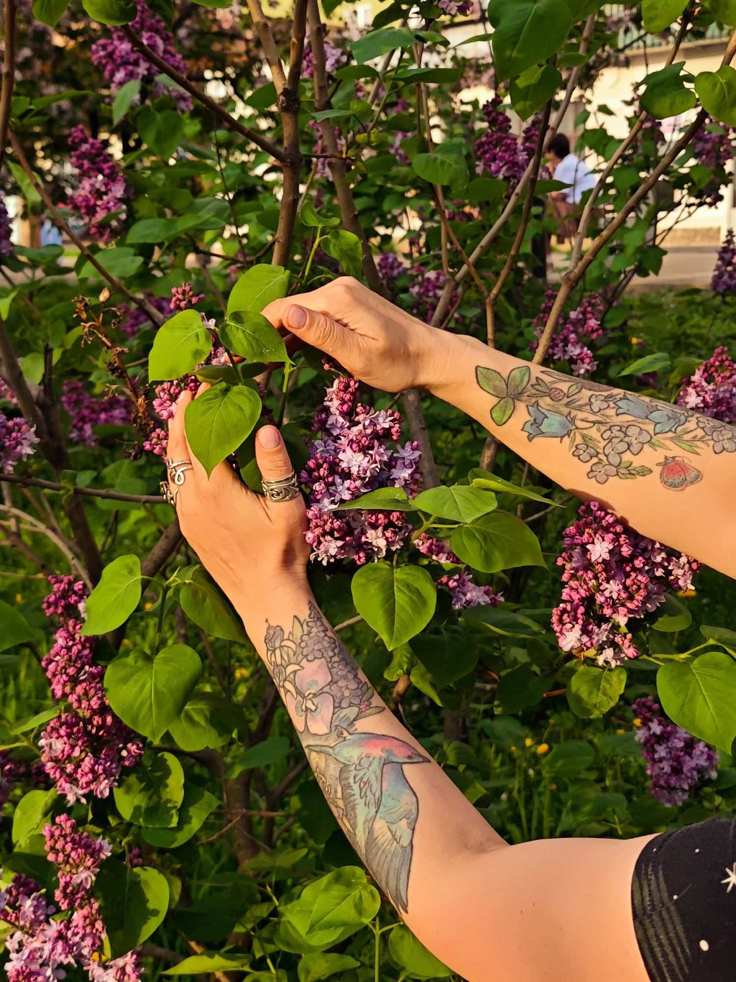 Spring blooms captured by witnesses in Dmitrov, Russia