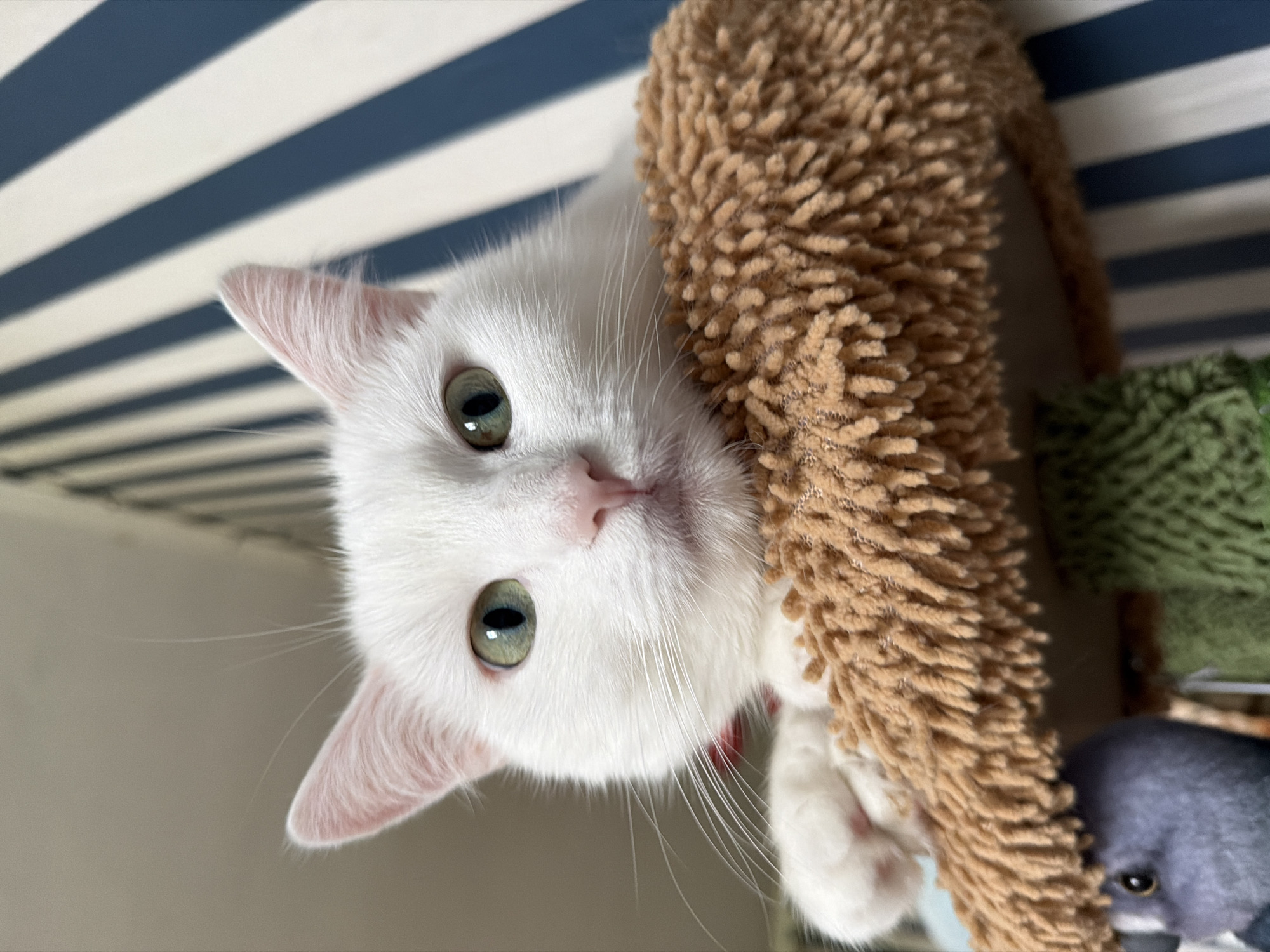 White cat, rainy windowsill, stuffed pigeon — a Poznan morning