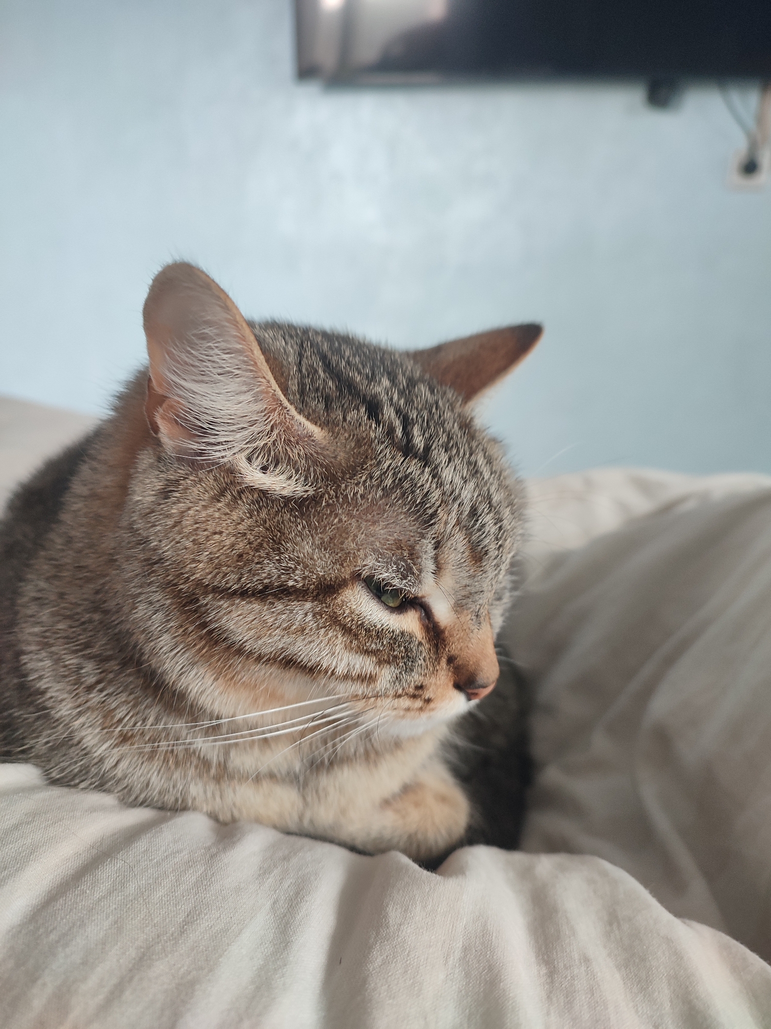 Tabby cat rests peacefully on light fabric surface