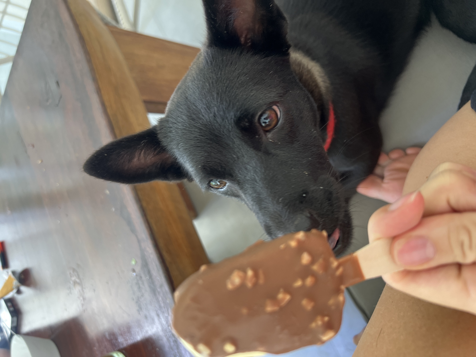 Black dog enjoys chocolate ice cream treat from owner