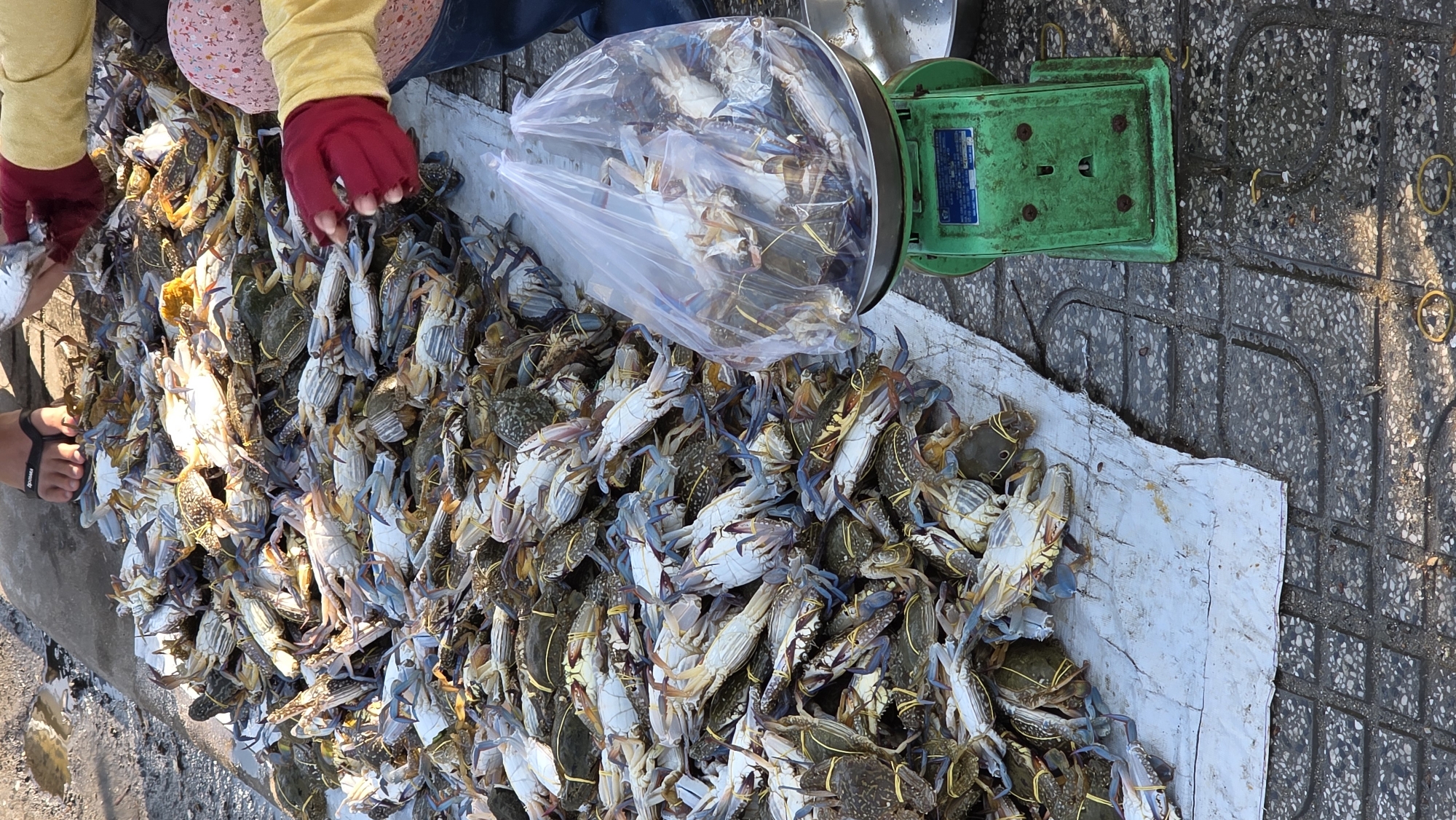 Crab harvest and fishing boat activity in Bắc Nha Trang