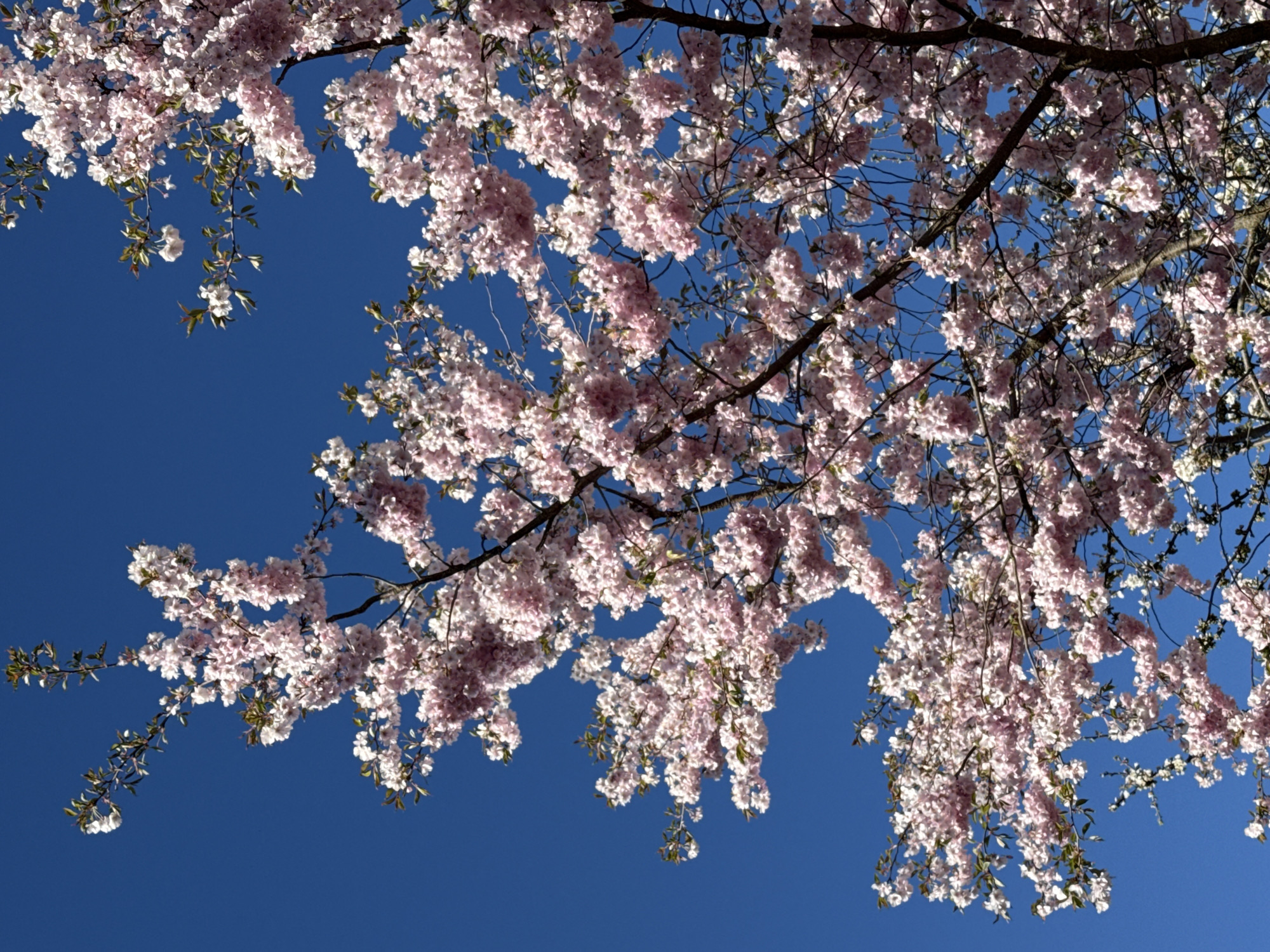 Spring blossoms documented across Kaliningrad during afternoon walkabout