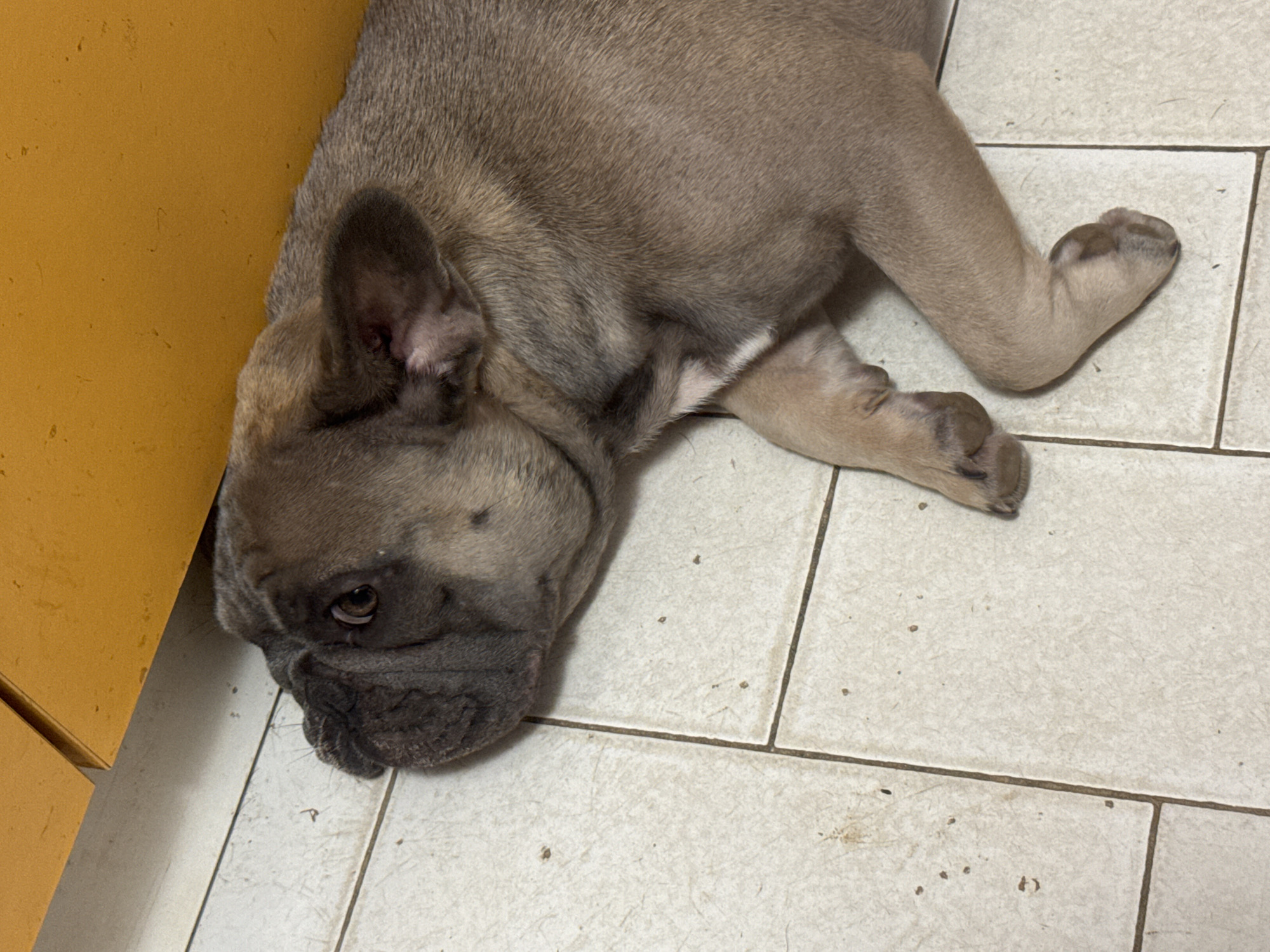 Two French Bulldogs lounging and snacking at home in Italy