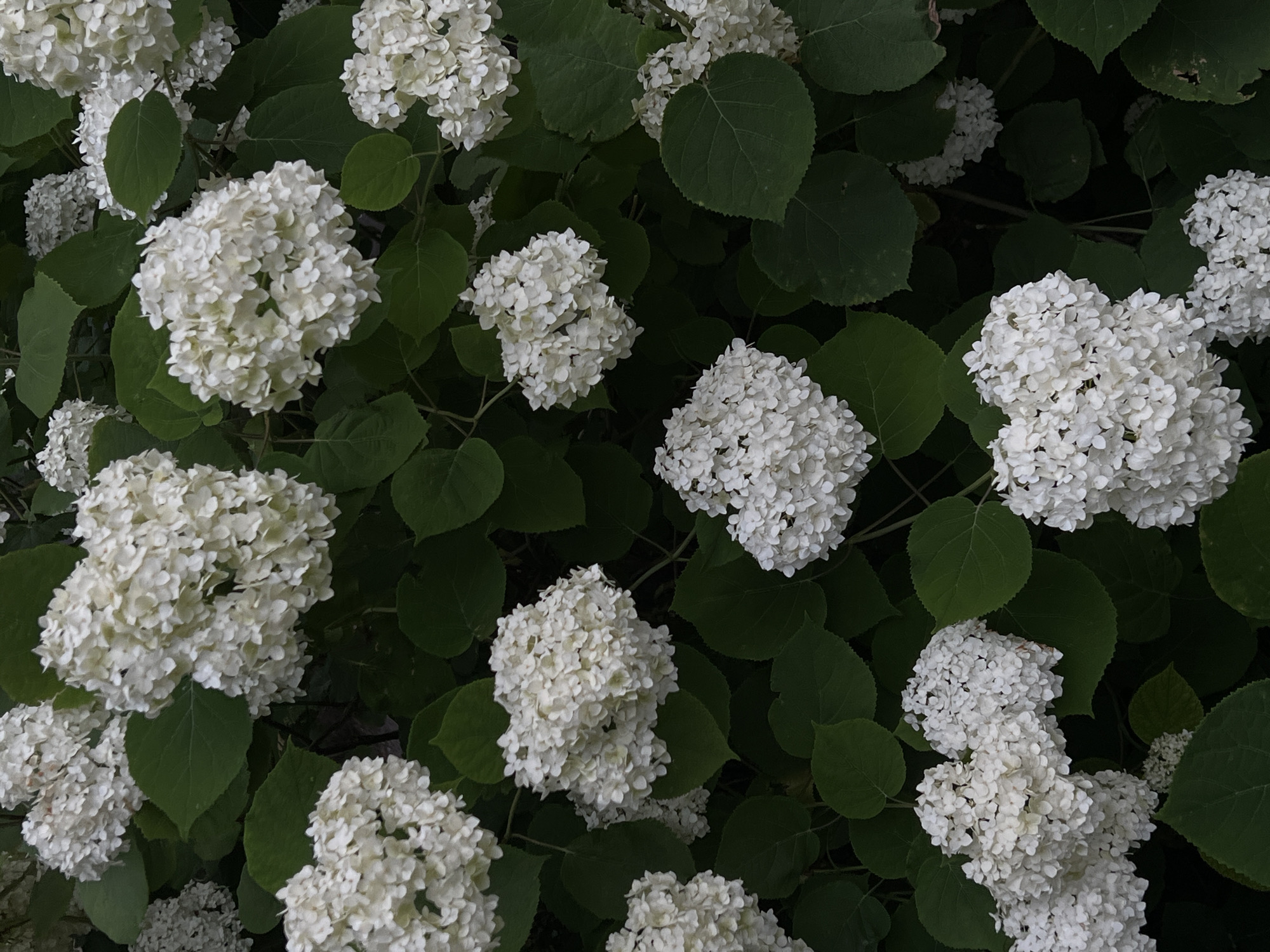 White hydrangeas and a Maine Coon cat in Ternopil