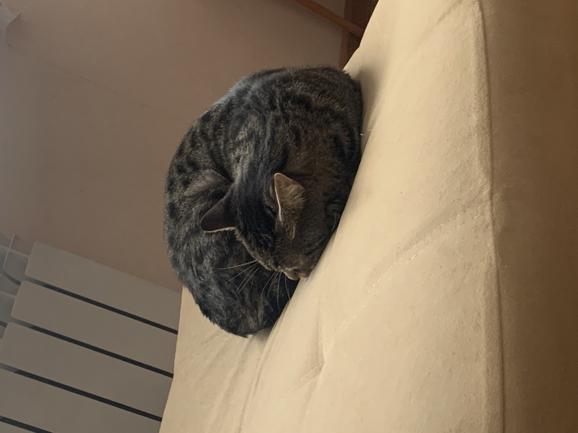 Tabby cat sleeps peacefully on sofa in Stavropol