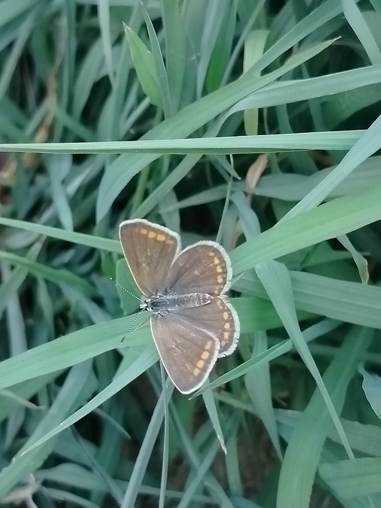 Butterflies, wildflowers, and kittens in a quiet Kazakh town