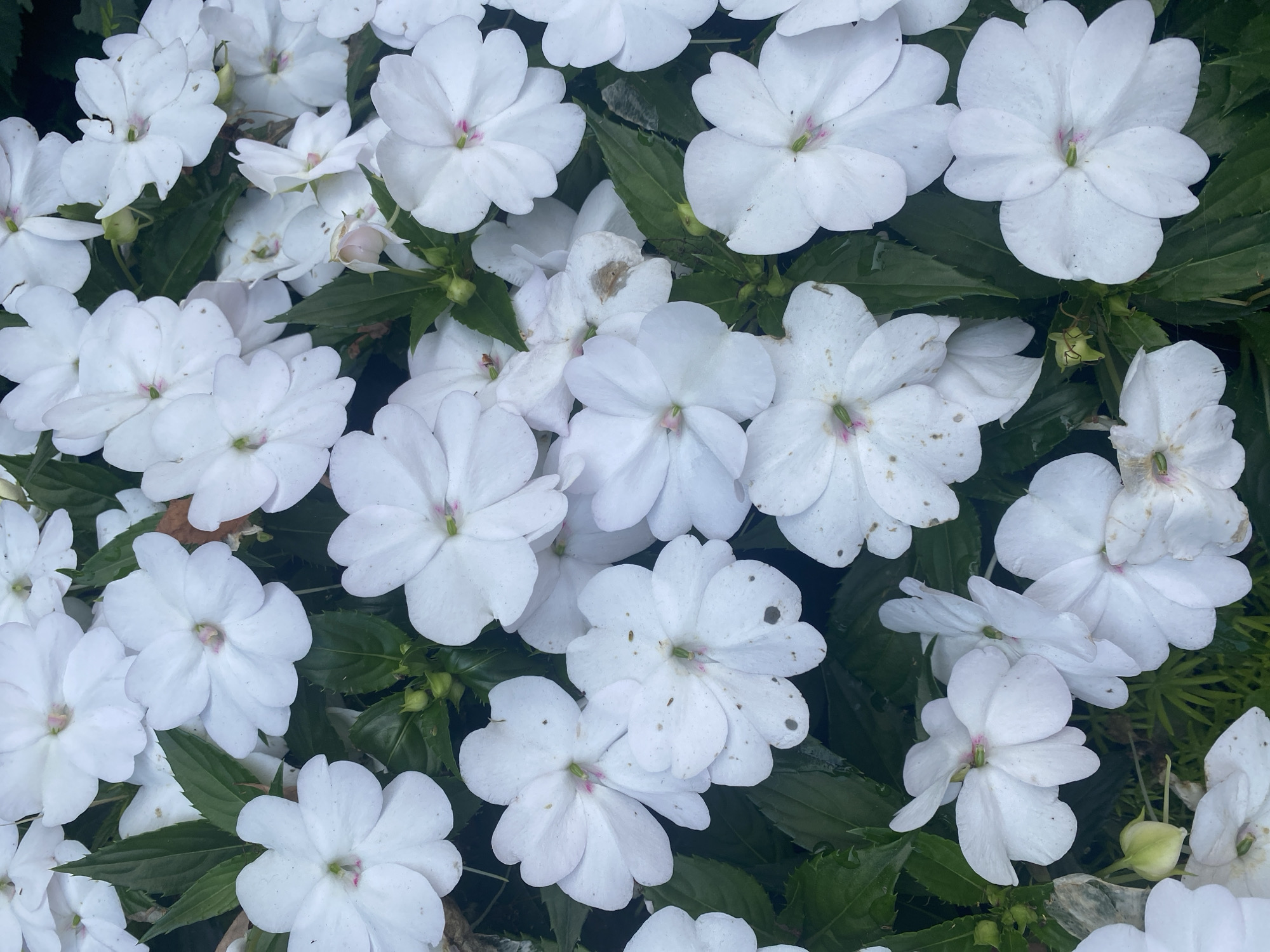 Afternoon at La Ronde: rides, flowers, and summer skies