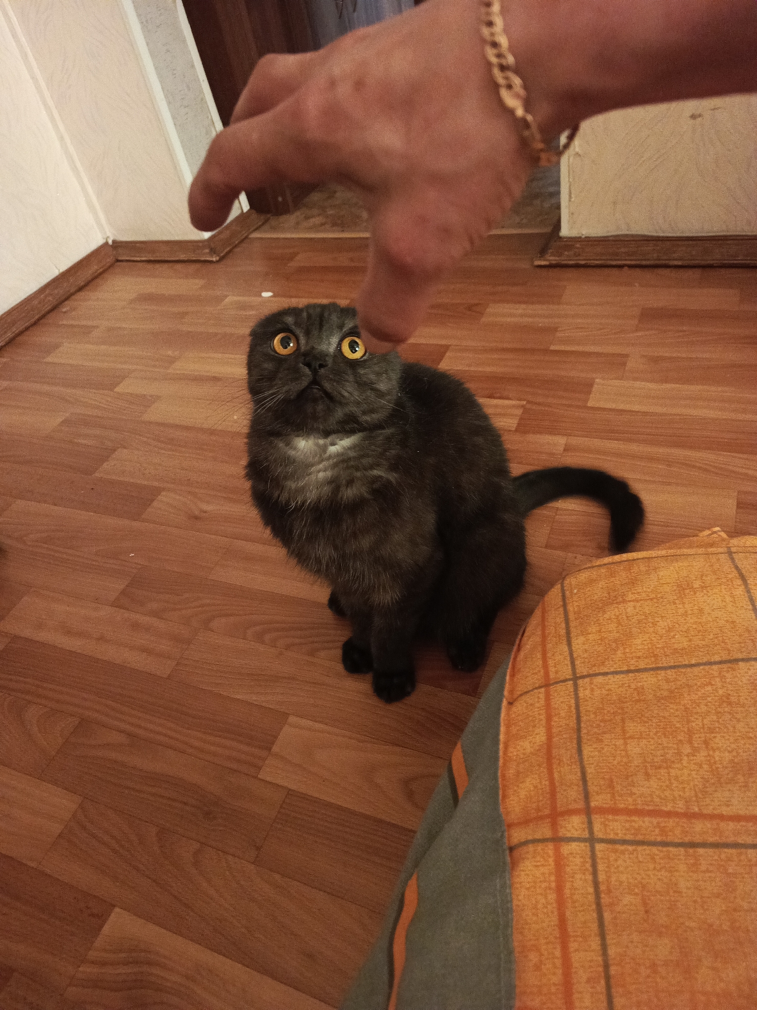 Gray Scottish Fold cat photographed indoors in Chaikovsky, Russia