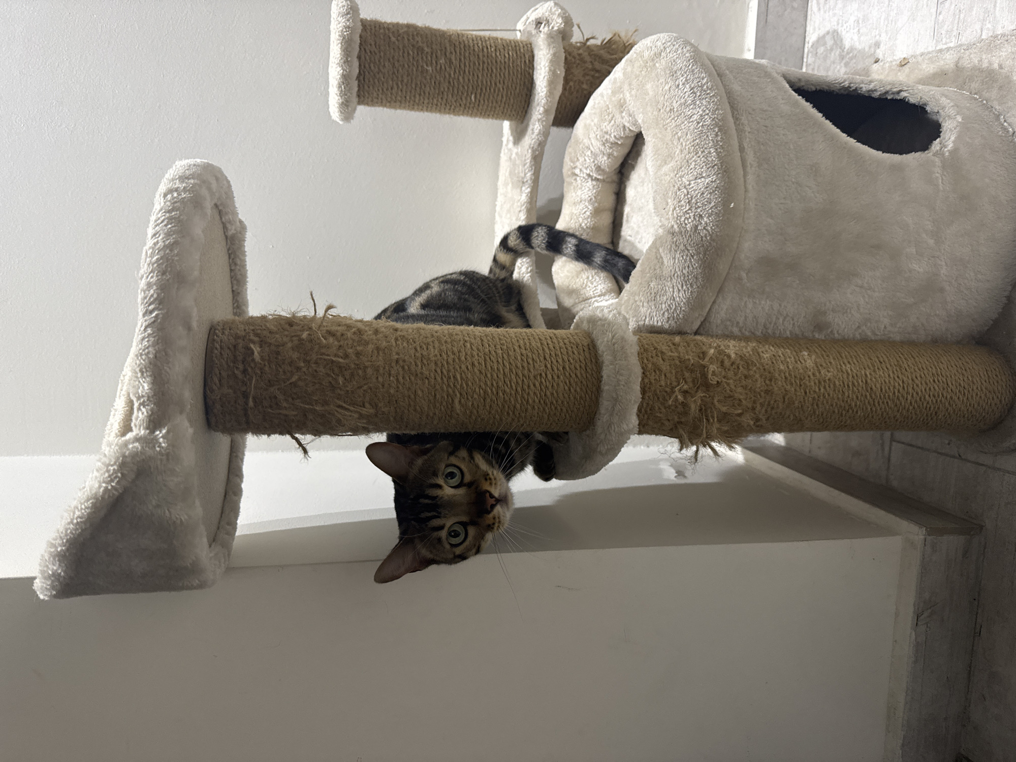 Cats and dogs coexisting in a Cyprus home