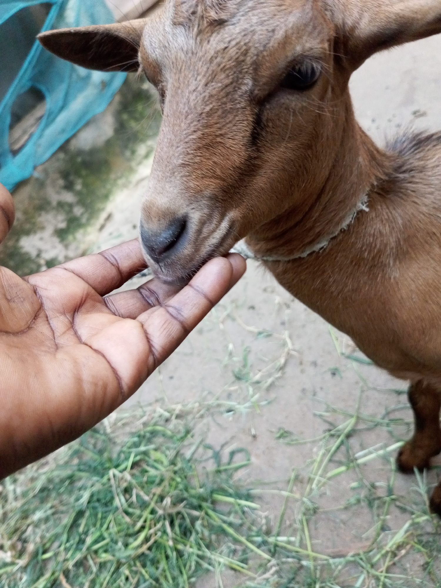 Goats and dancing at a casual outdoor gathering