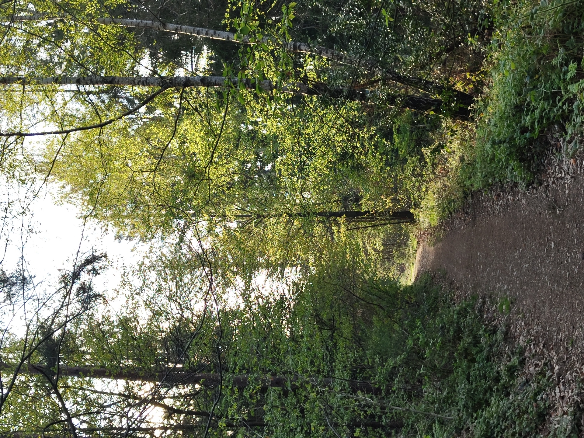 Morning forest walk captures Saar River valley views in Mettlach