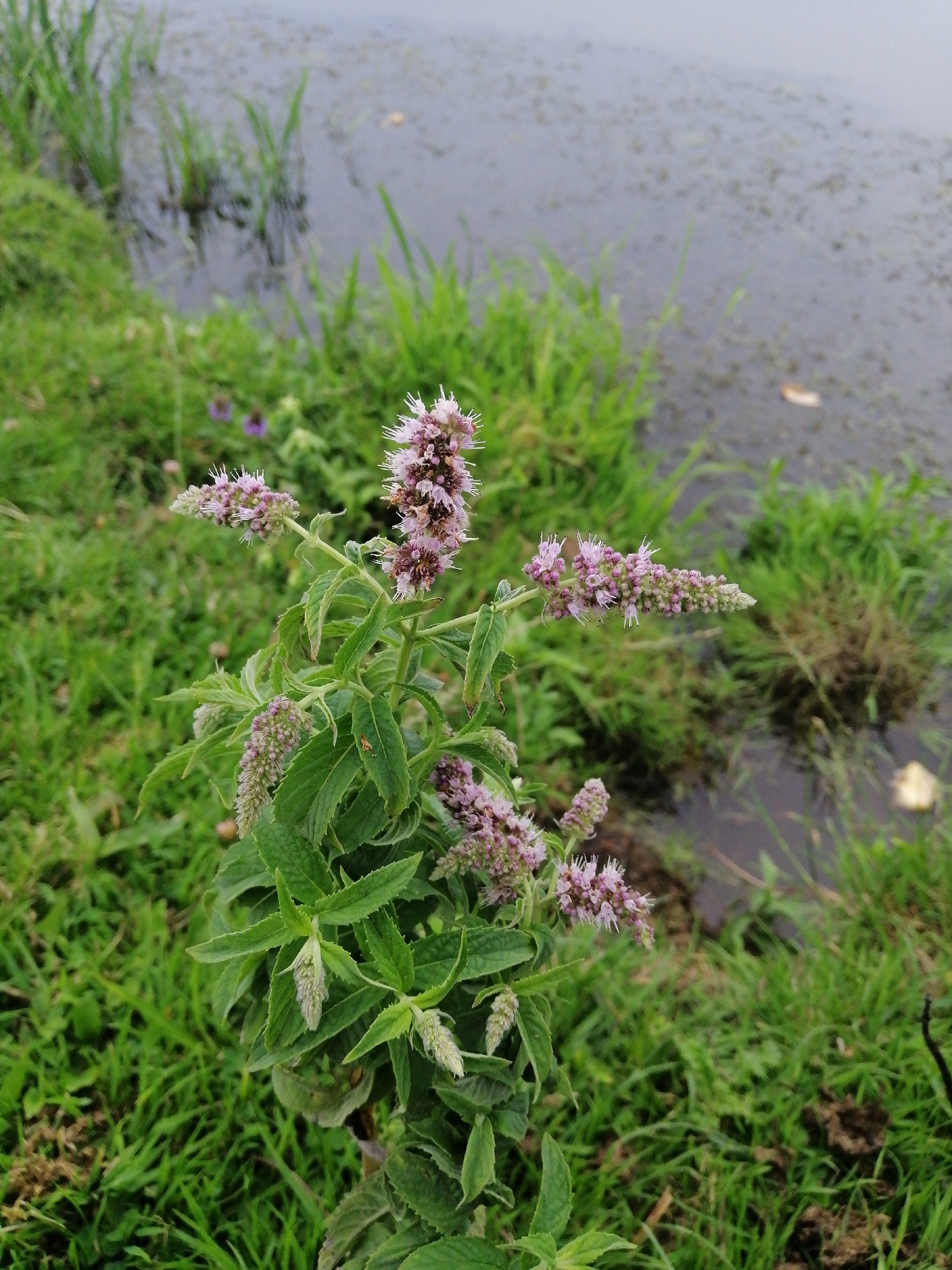 Fishing and wildflowers along a Ukrainian riverbank in summer