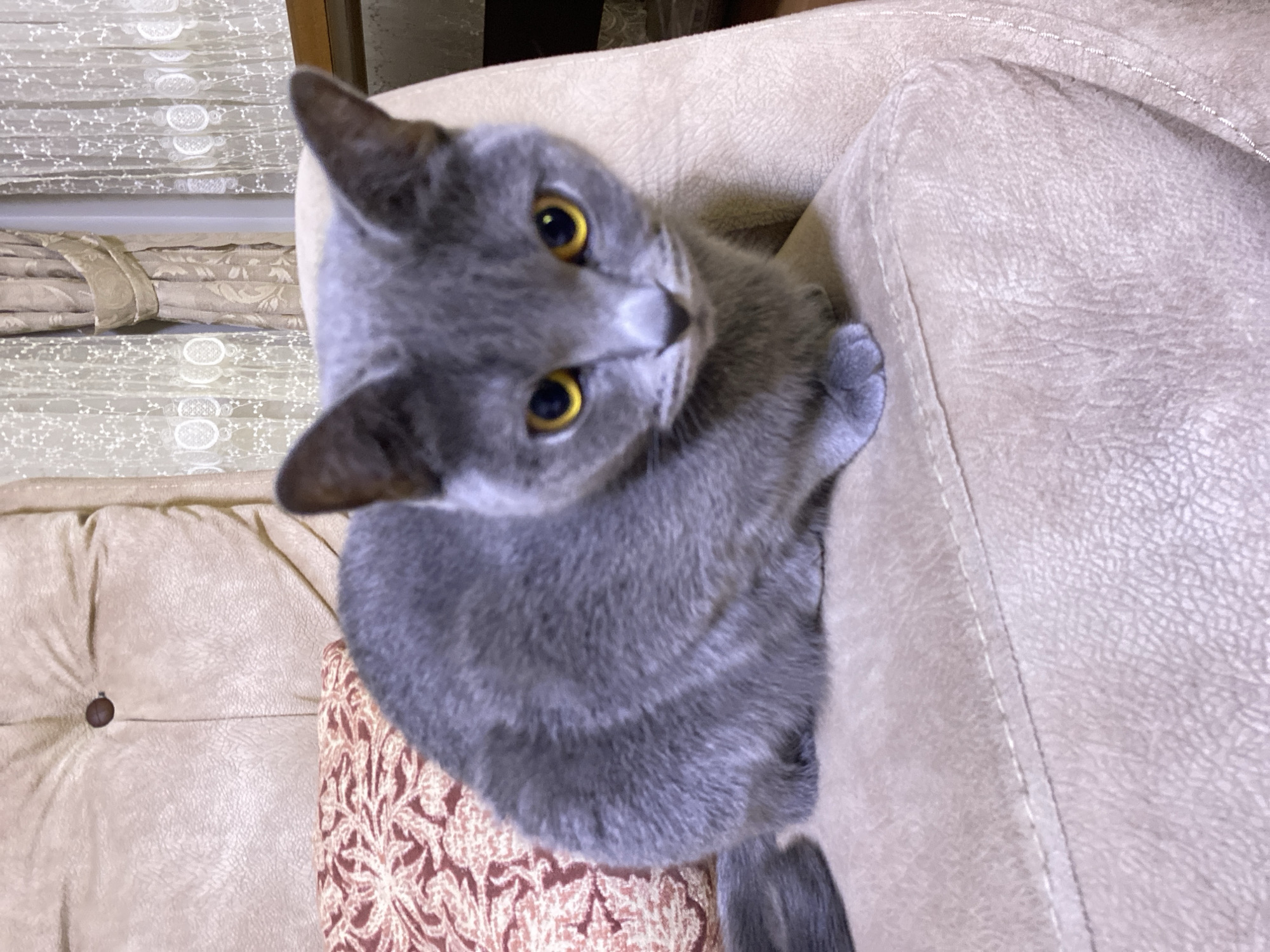 Grey cat holds court on the sofa in Kocasinan