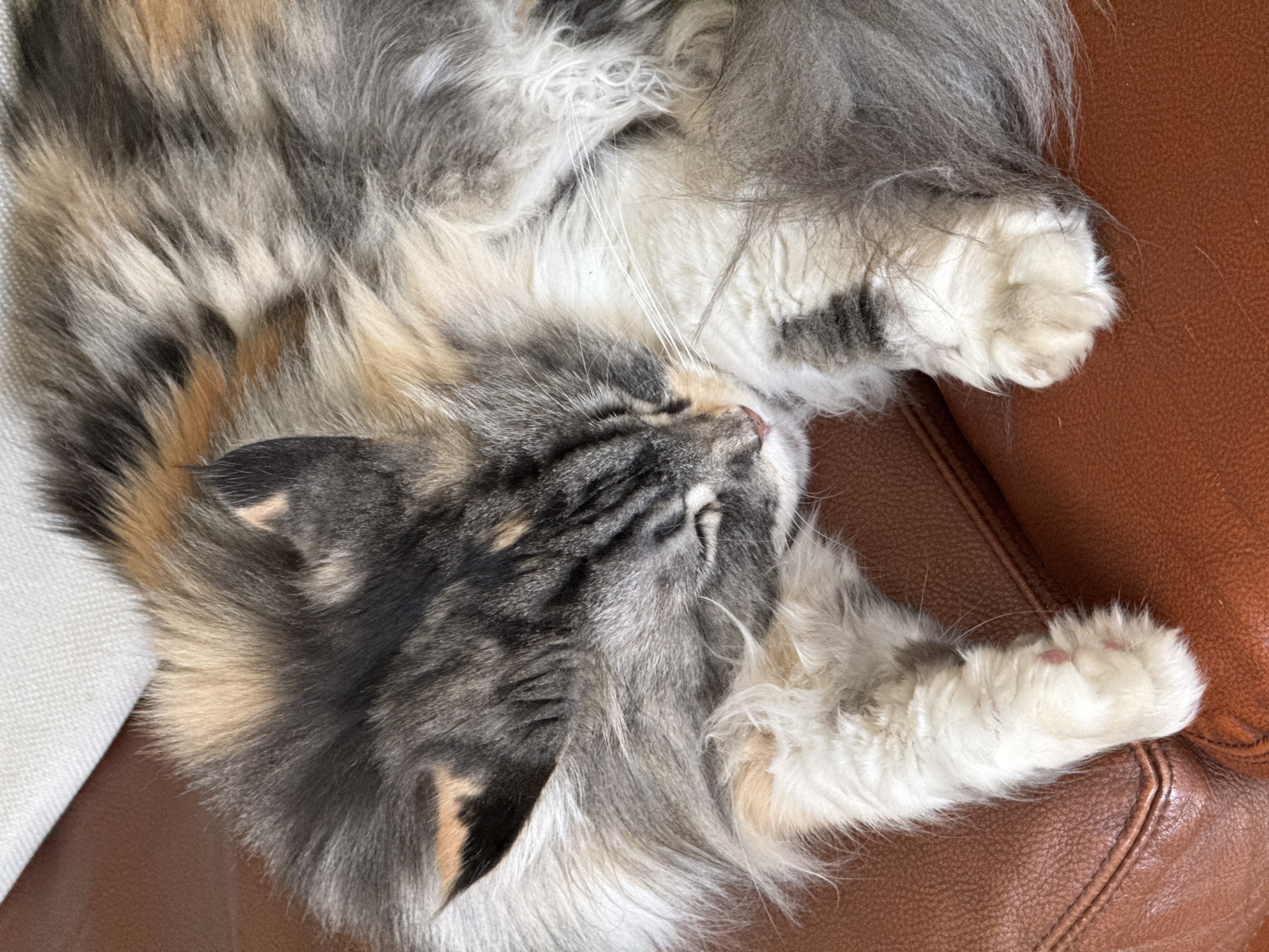 Calico cat's lazy afternoon captured in domestic setting