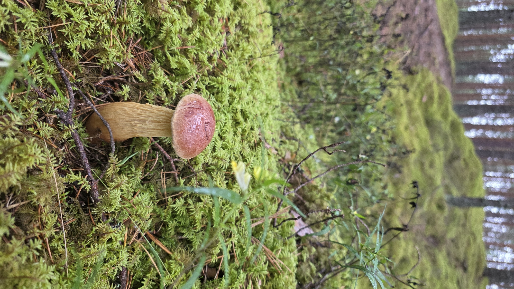Mushroom foraging season in a mossy Latvian pine forest