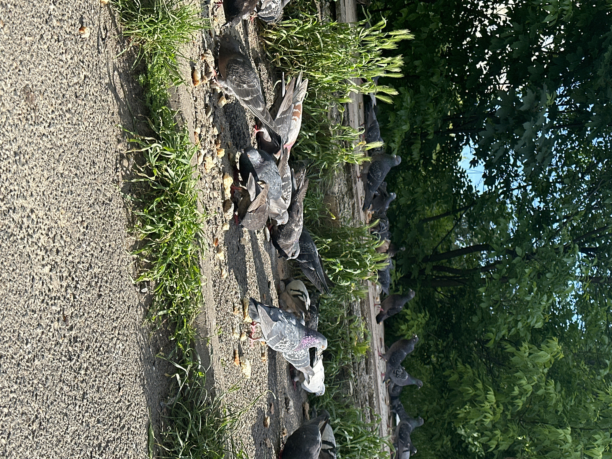Pigeons forage along concrete path in Stavropol on sunny afternoon