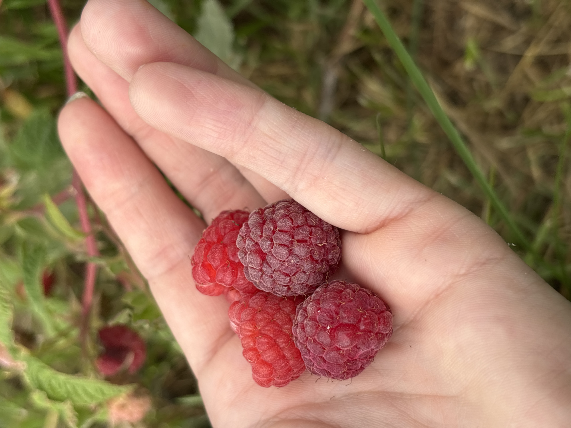 Fresh-picked raspberries and strawberries, straight from the source