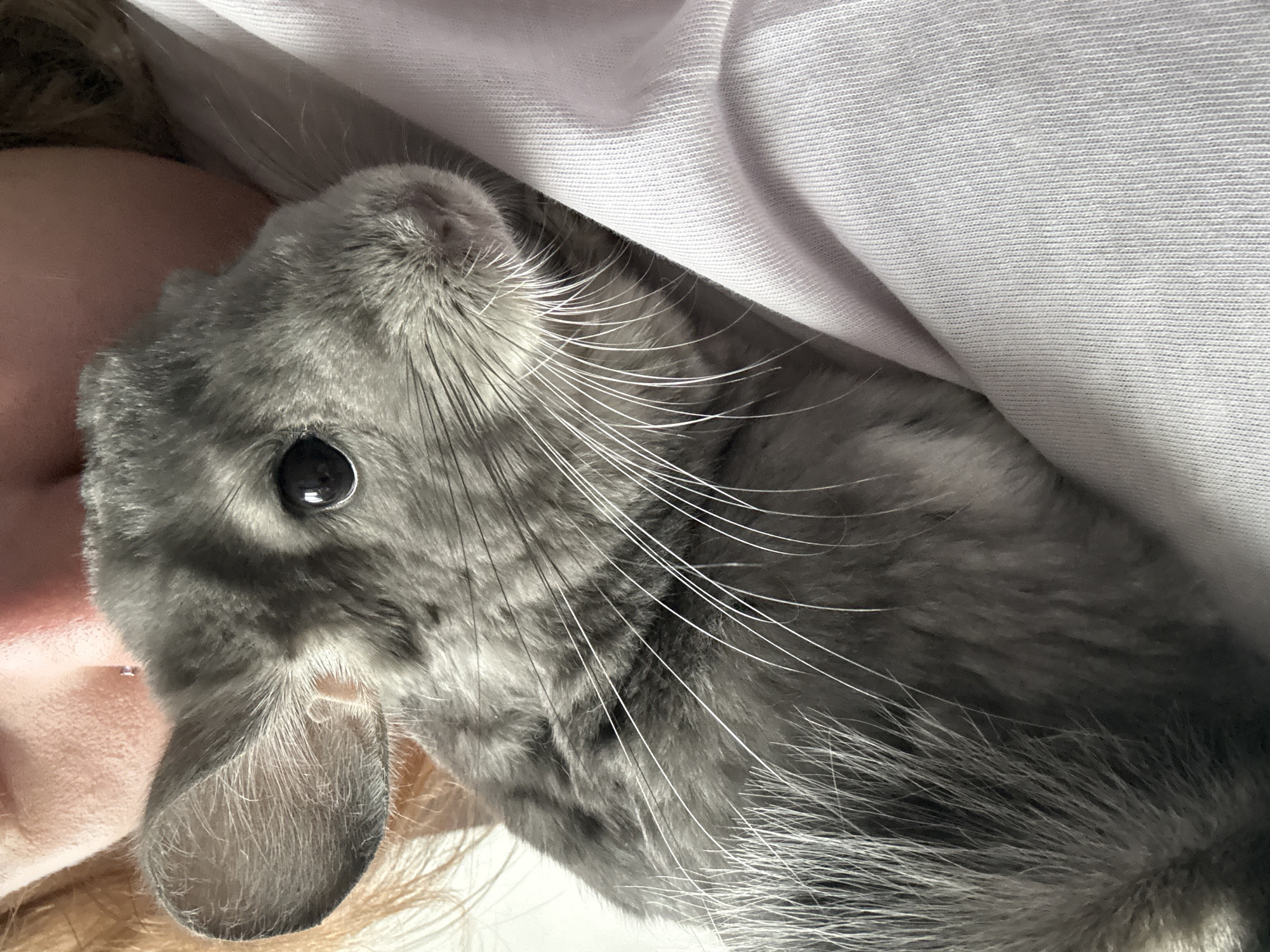 Chinchilla cuddles and a backyard dog in Almaty