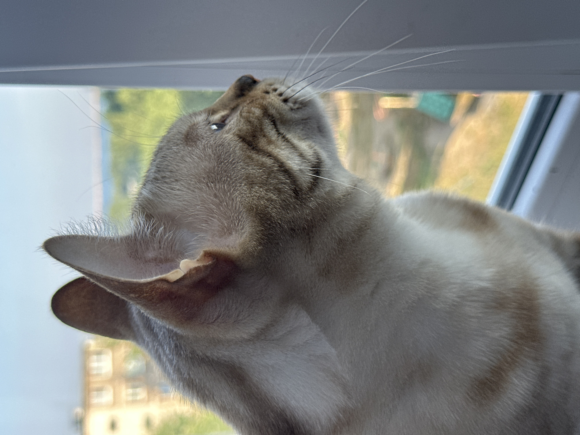 Two cats at home in Energetik, one watching the window
