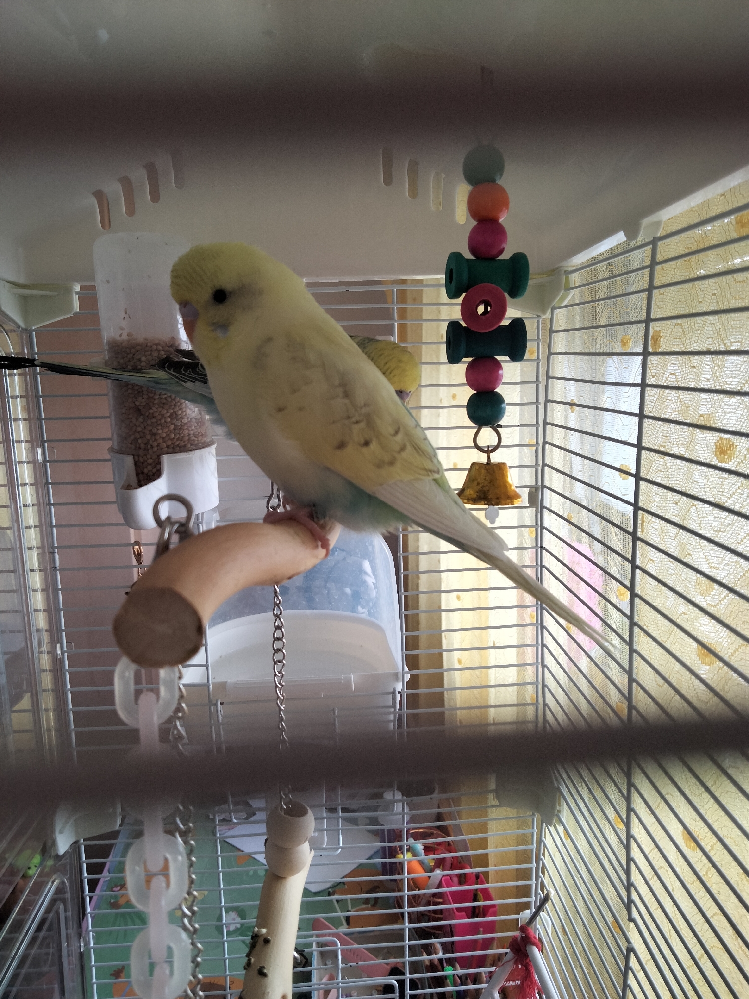 Two budgerigars sharing a cage in Herzogenrath
