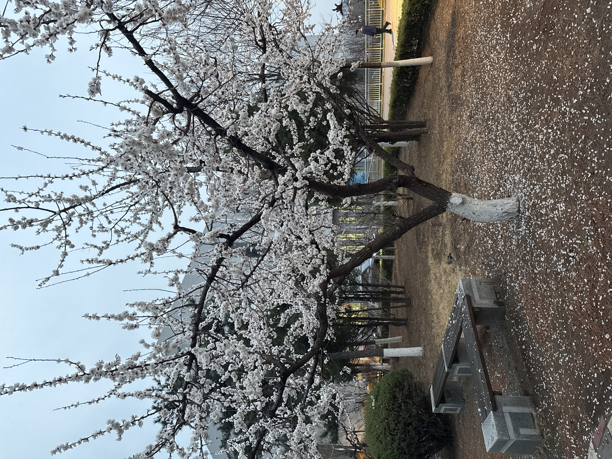 Spring blooms and daily life documented in Zhongtun park