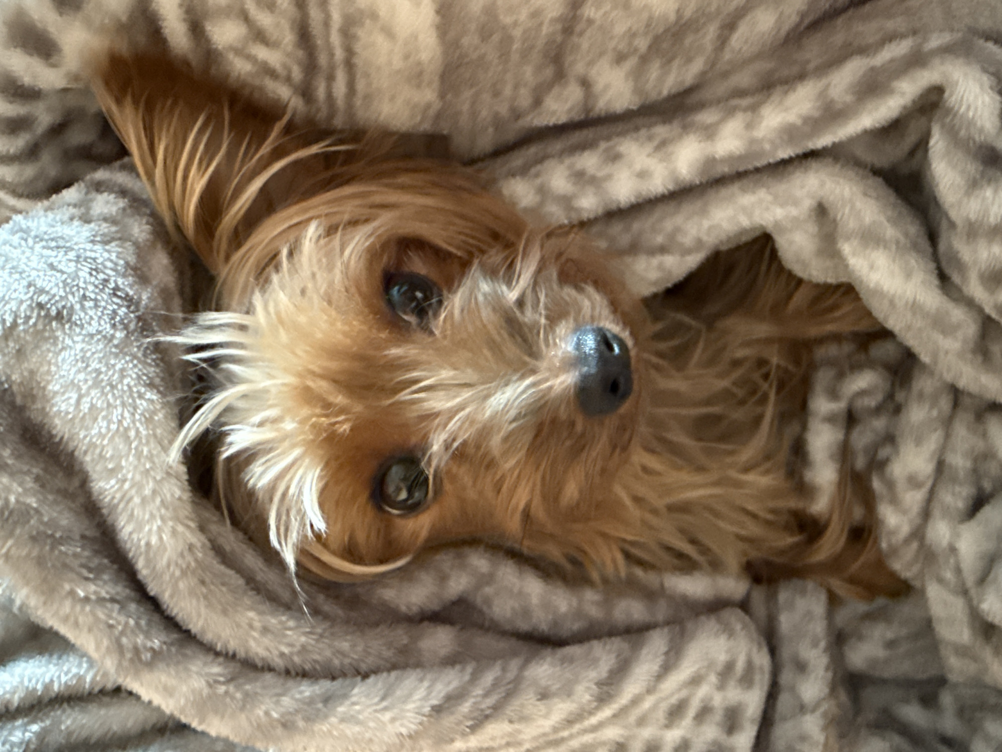 Dog photographed resting in grey blanket, looking at camera