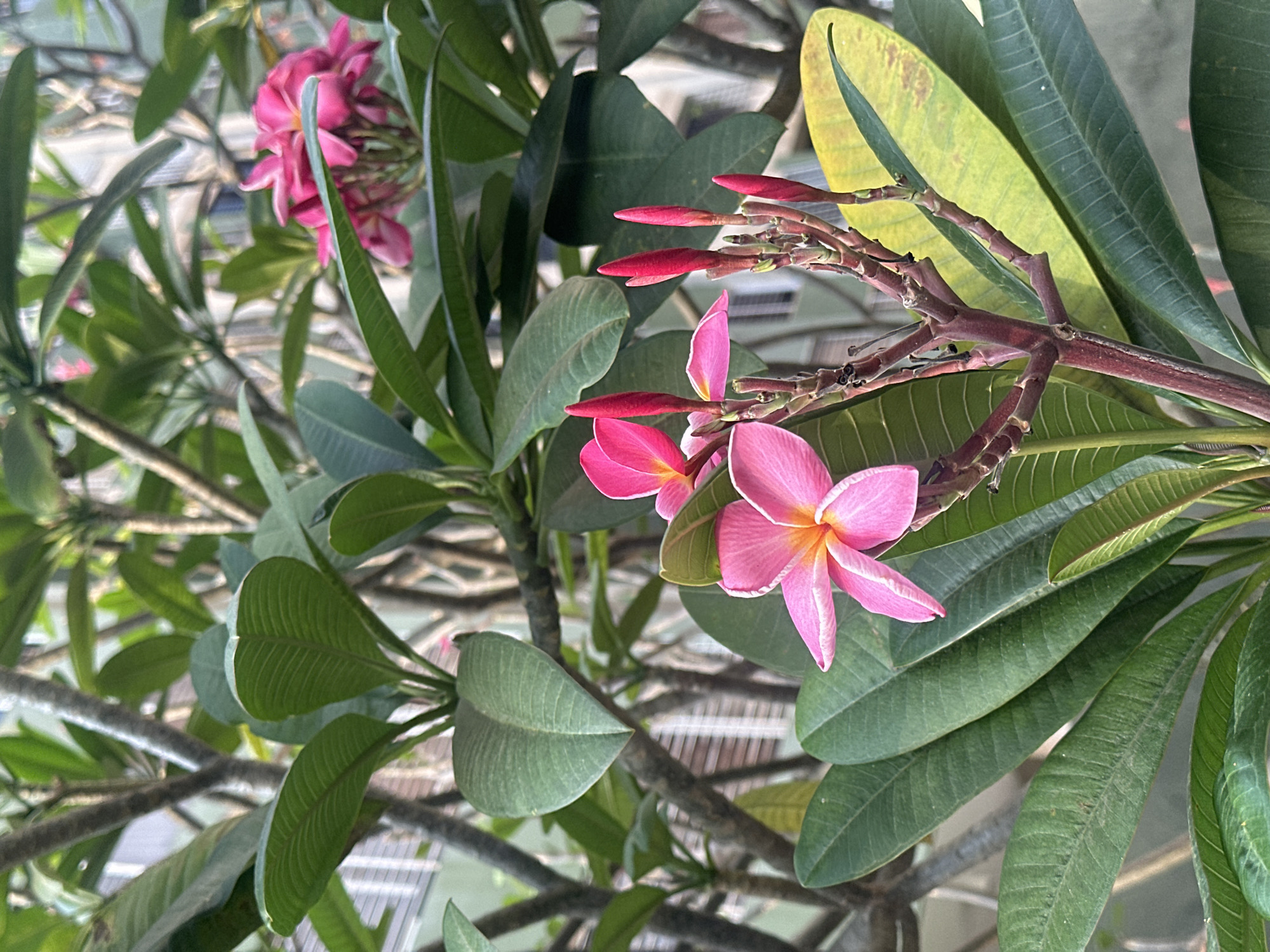 Evening scenes captured in Valencia: blooming flowers and residential streets