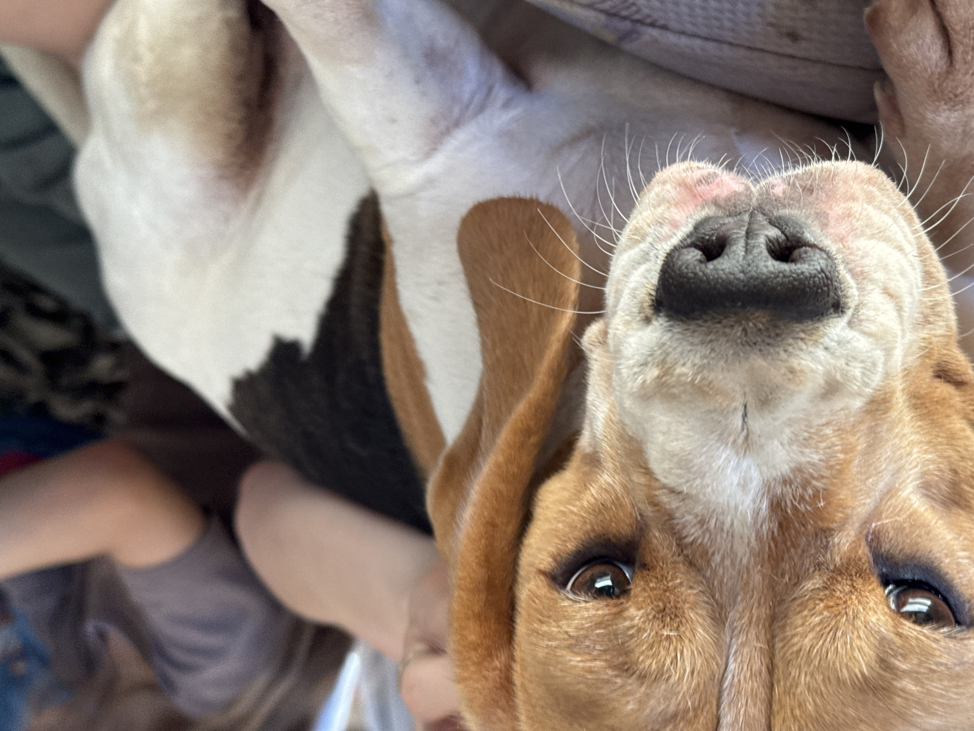 Family photographs beagle during indoor gathering in Rusalevka