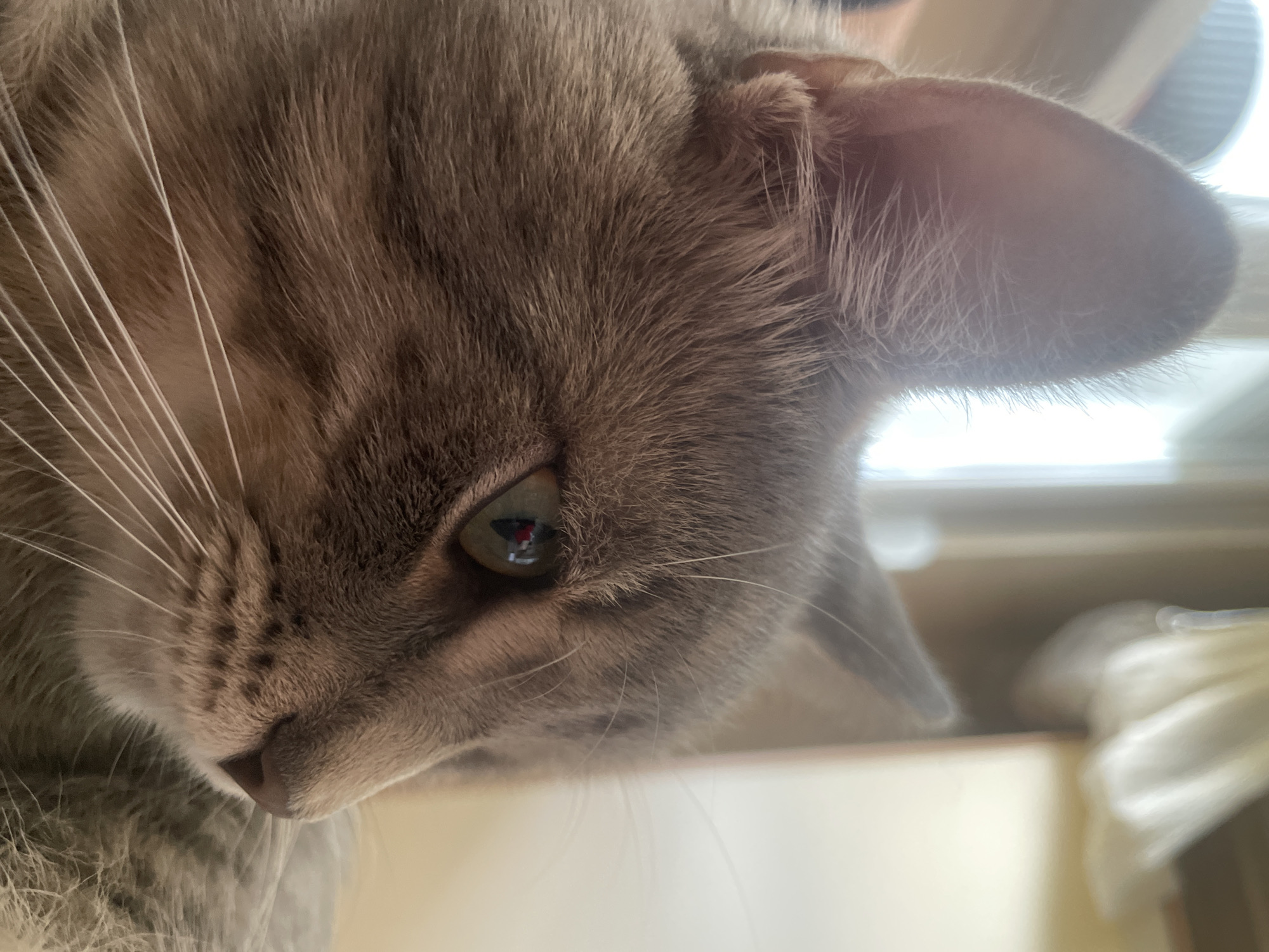 Gray tabby cat photographed resting on sofa in Novi Sad