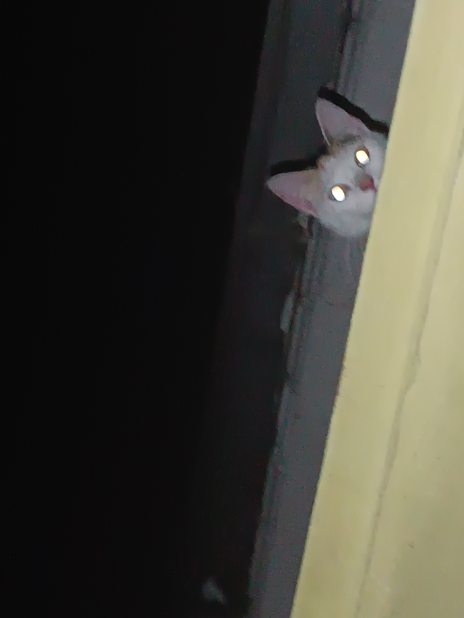 White cat's evening activities documented in Viadana home