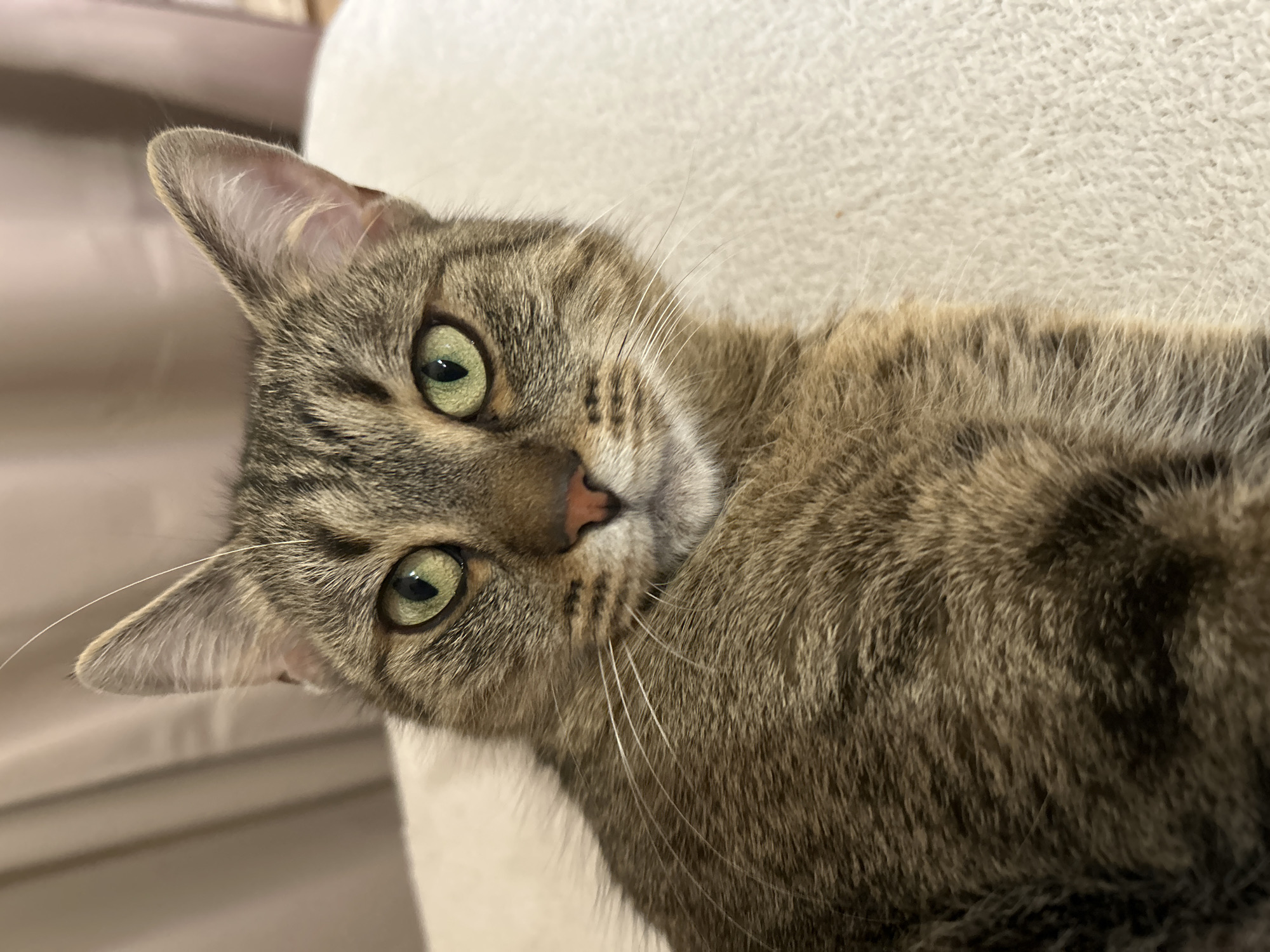 Tabby cat rests peacefully in Sofia home