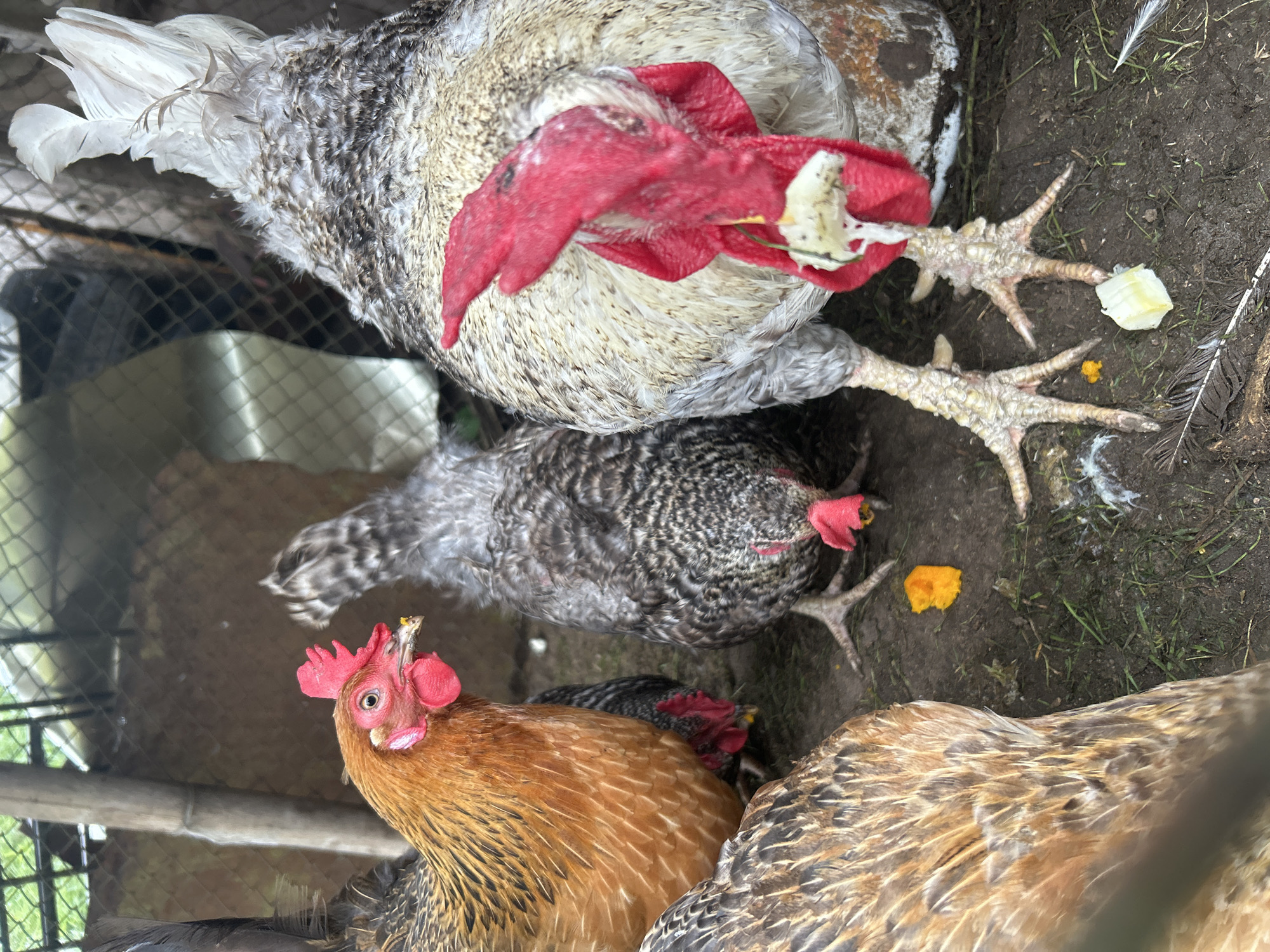 Chickens in a dirt yard, Kalitsino