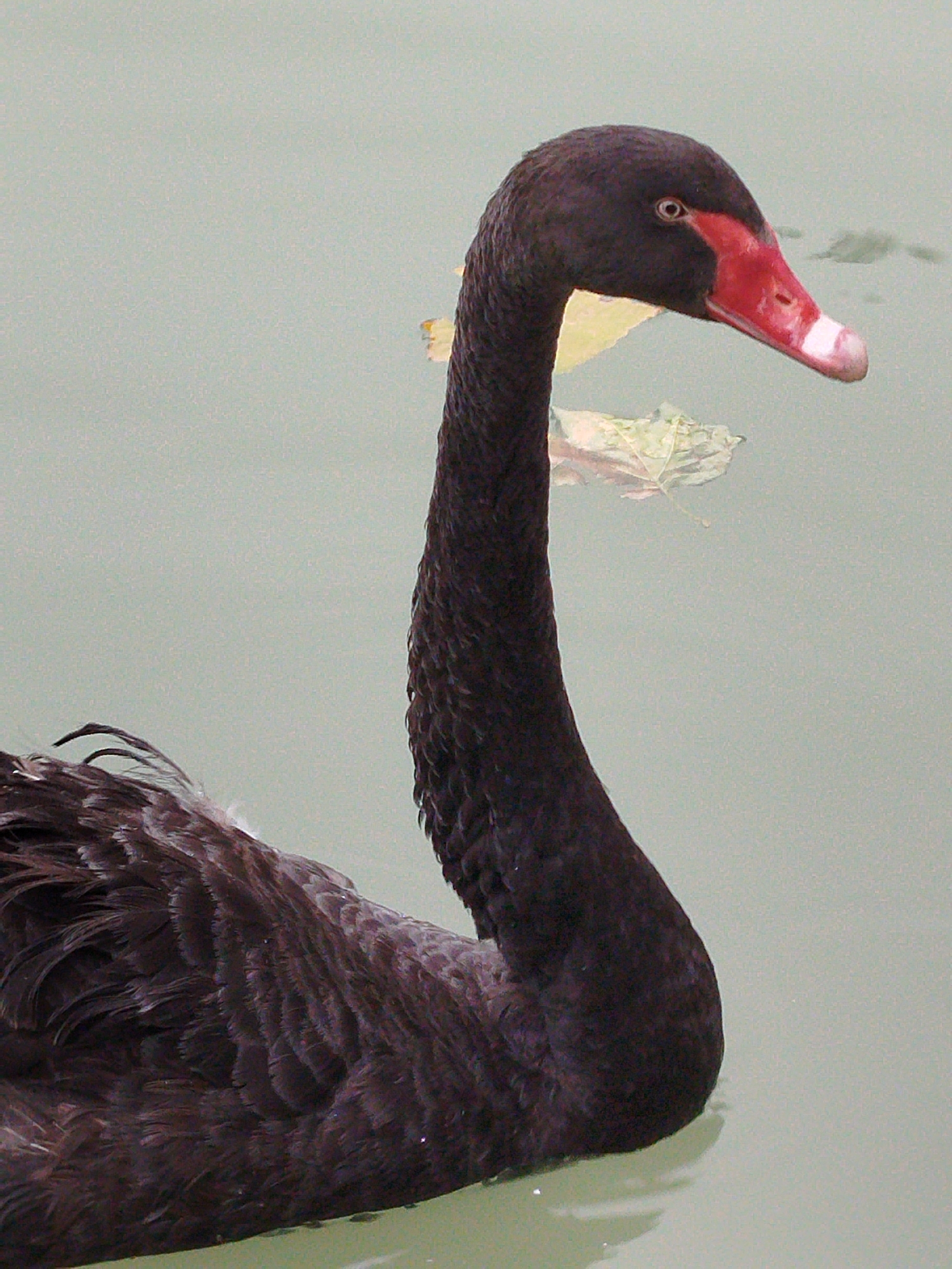 Afternoon at a Tashkent park — water, wildlife, and rides