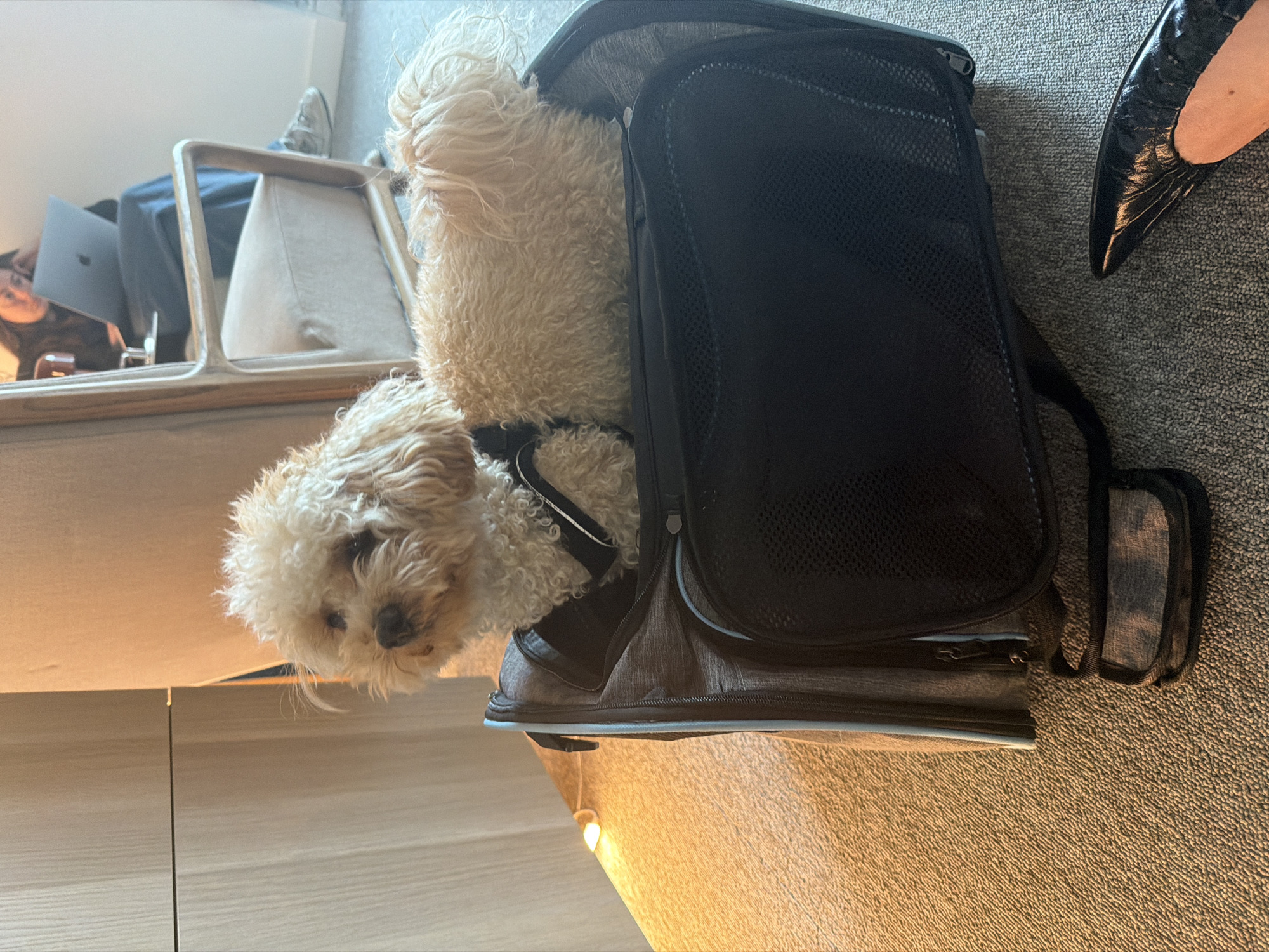 Two dogs spotted in pet carrier in London