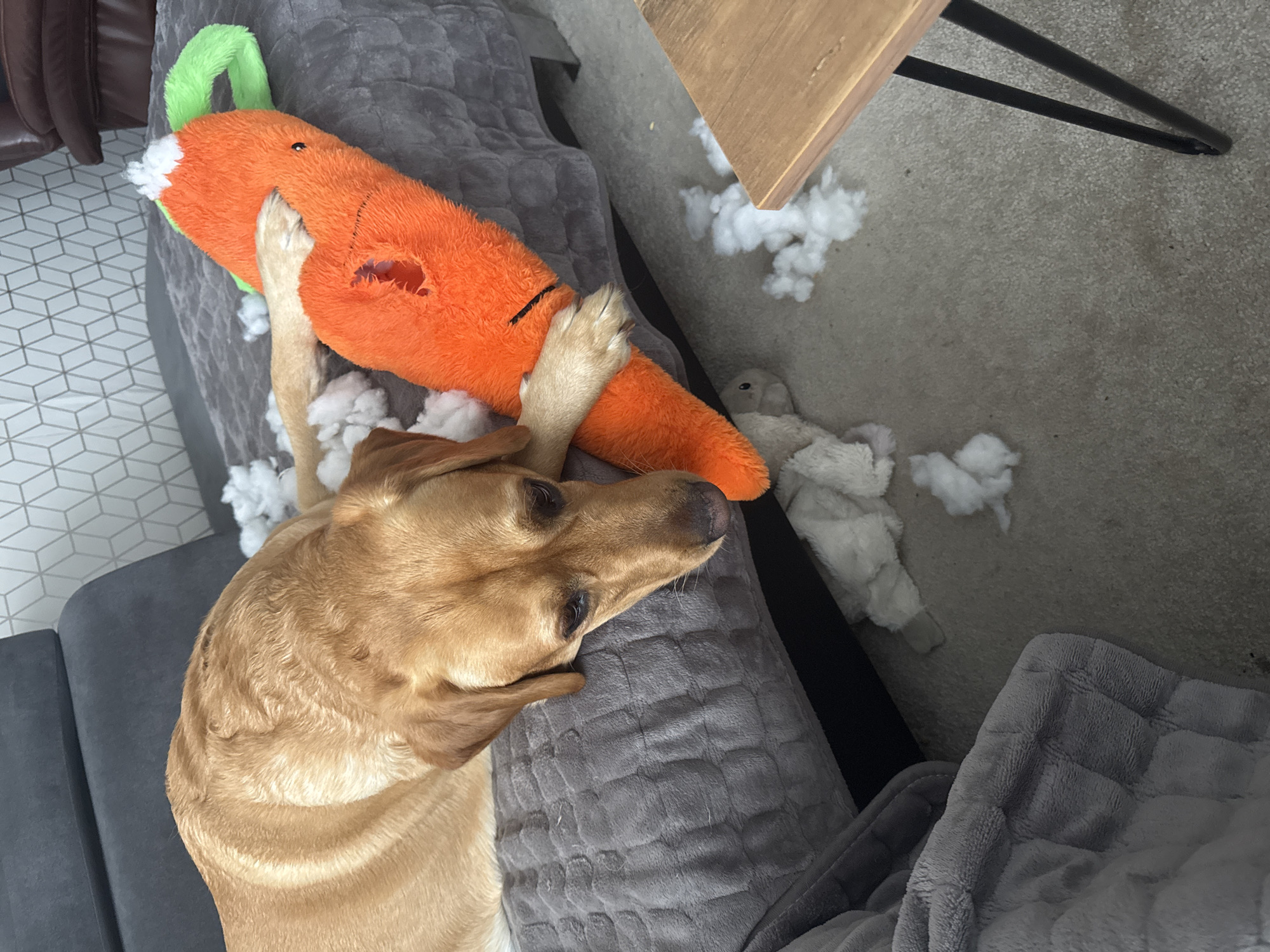 Labrador plays with carrot toy on Great Yarmouth sofa