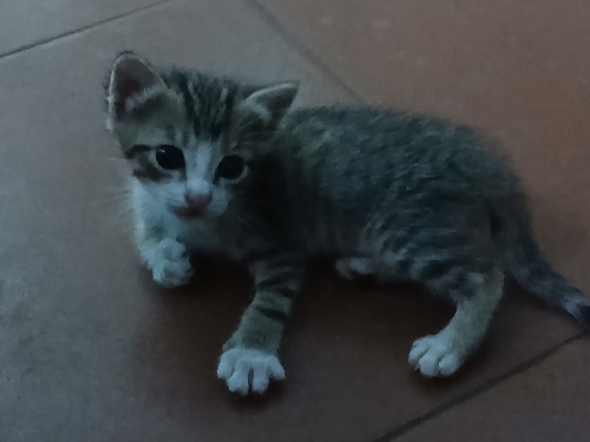 Kittens spotted resting around Altagracia, Venezuela