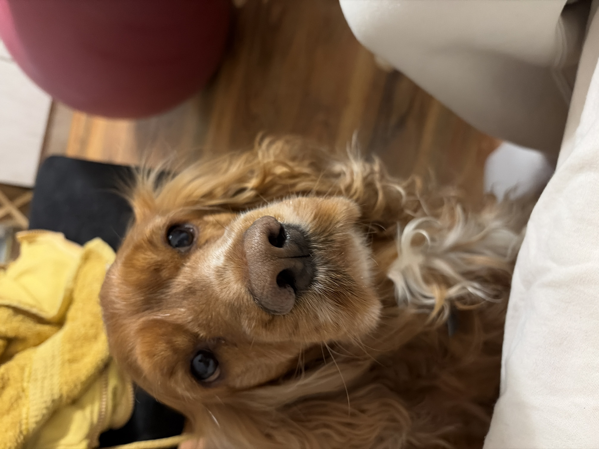 Ordinary moments captured in Plovdiv: dog portrait, bus ride
