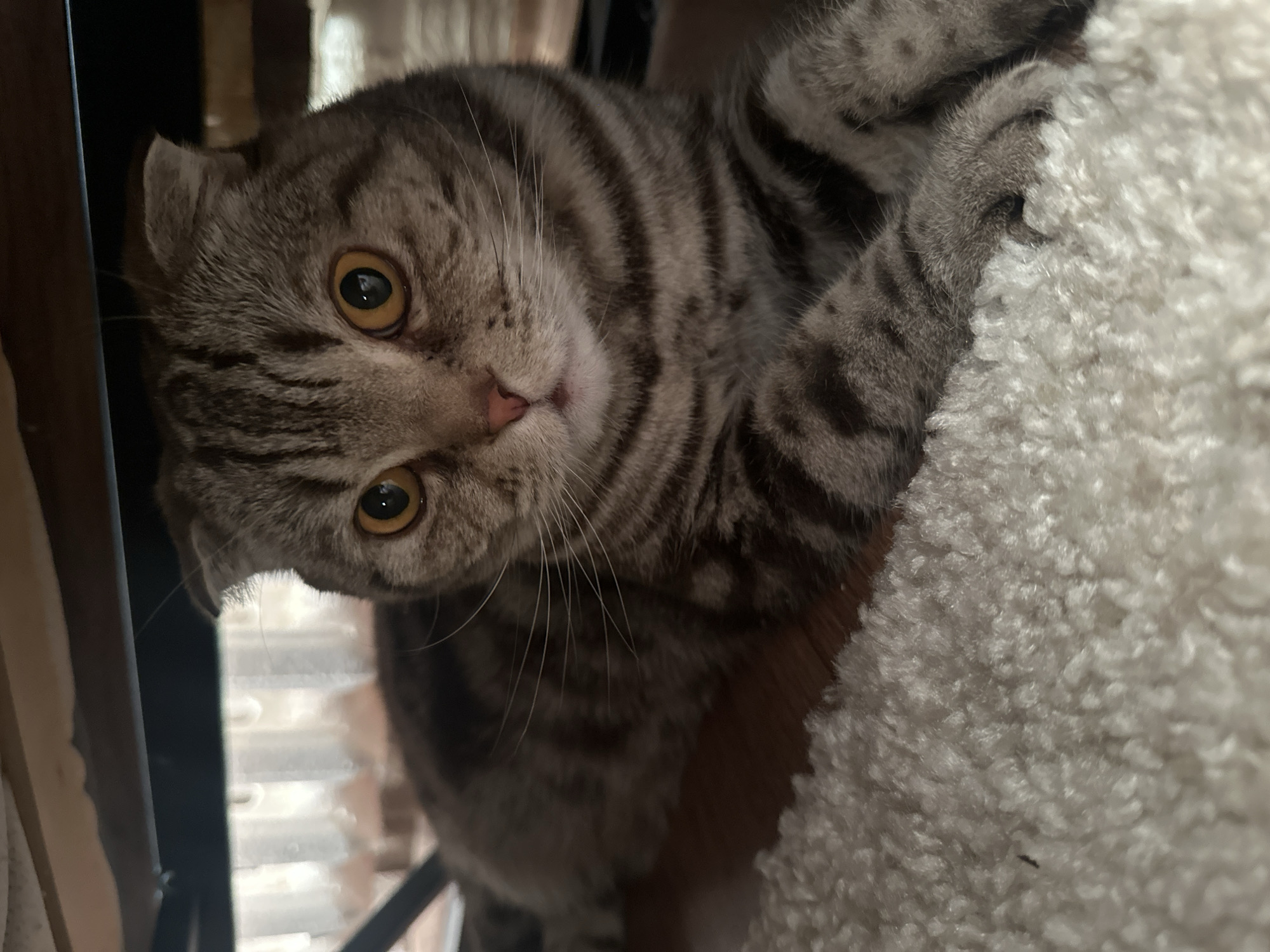 Scottish Fold cat observed lounging indoors over three-hour period