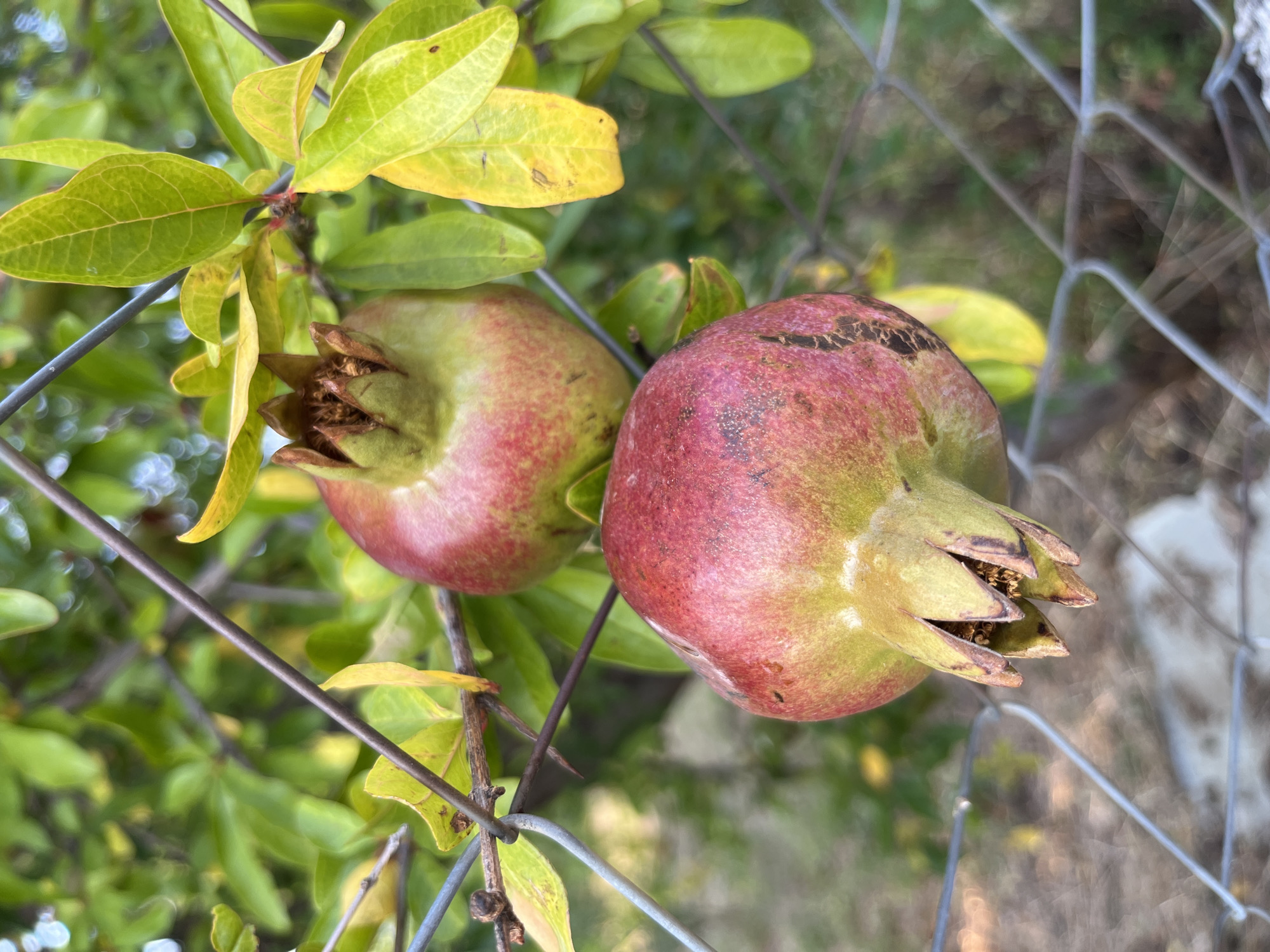 Neighborhood walk: streets, walls, wildflowers, and roadside details