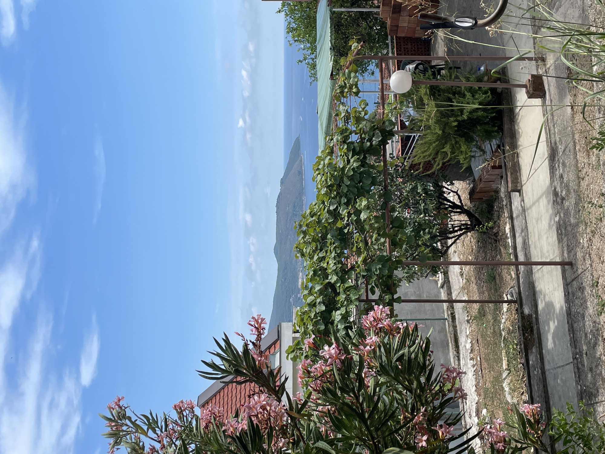 Lazy summer afternoon in Herceg Novi with a Vizsla in tow