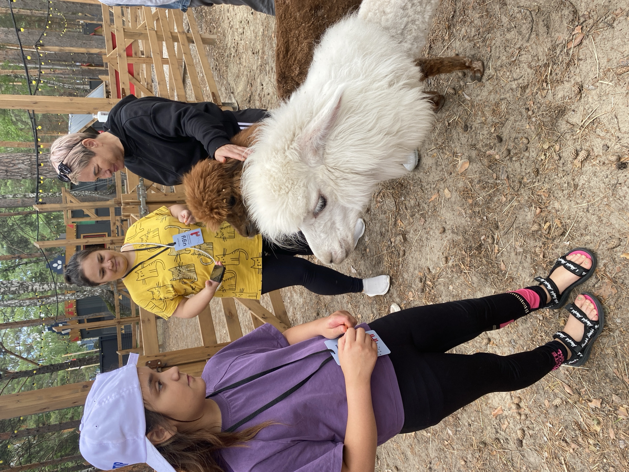 Families visit alpaca petting zoo in Tyumen Russia