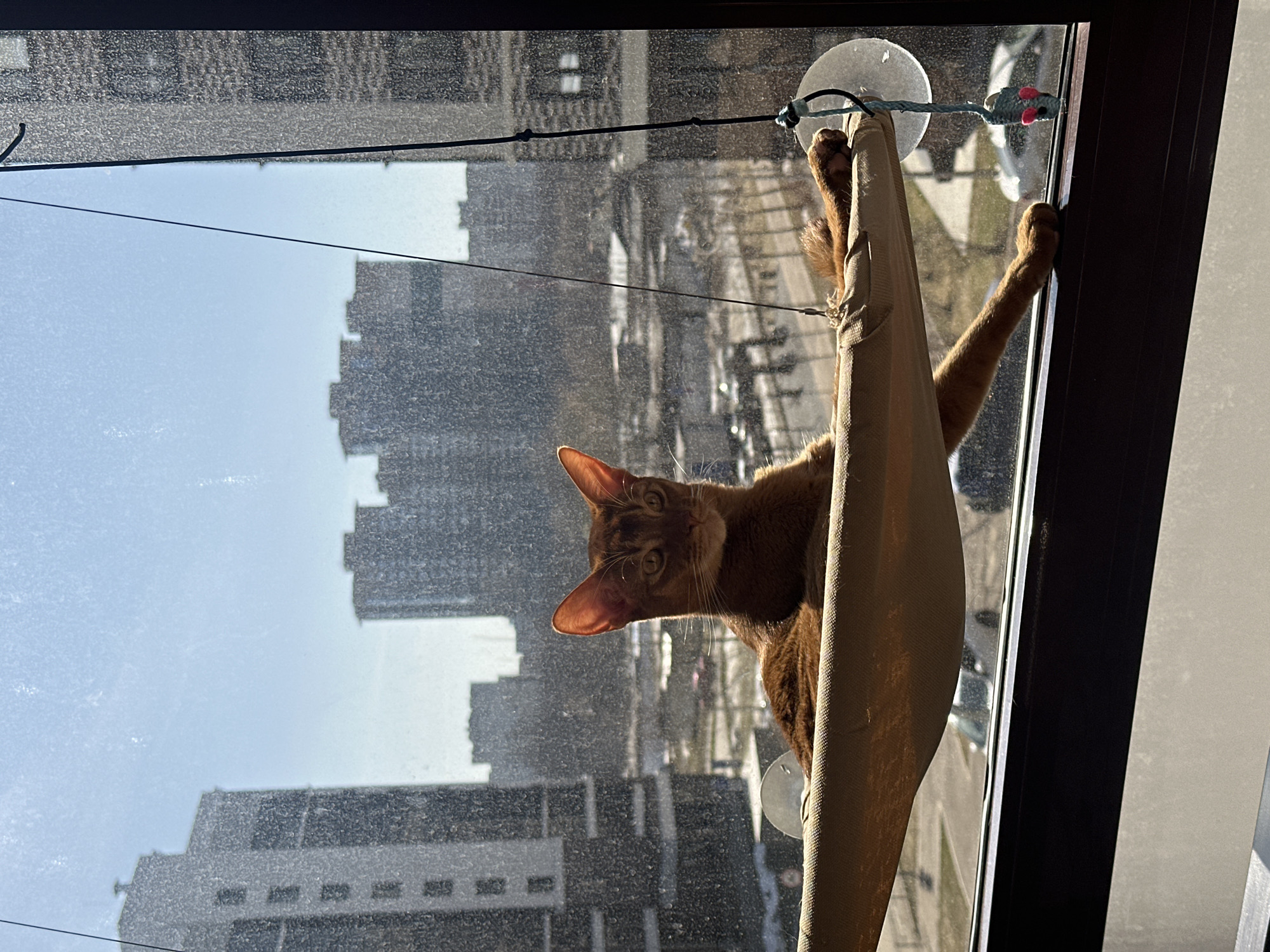 Spring morning moments captured in Kazan: cat, blooming branches