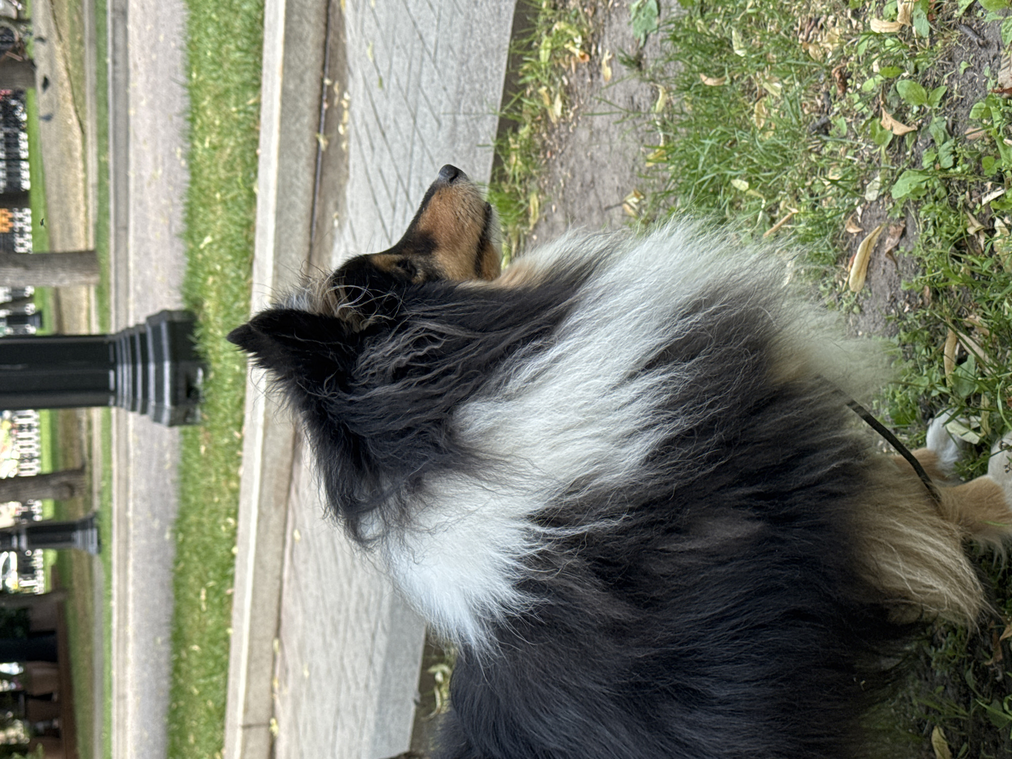 Shelties and Collies taking over a Moscow park on a summer morning.