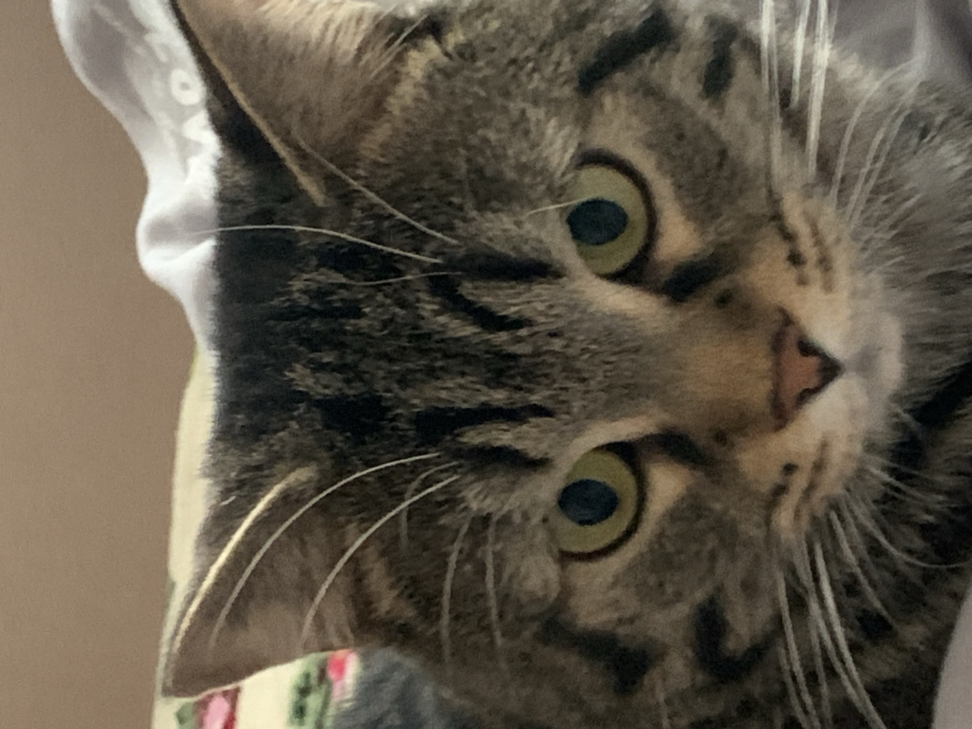 Tabby cat photographed at home in Stavropol, Russia