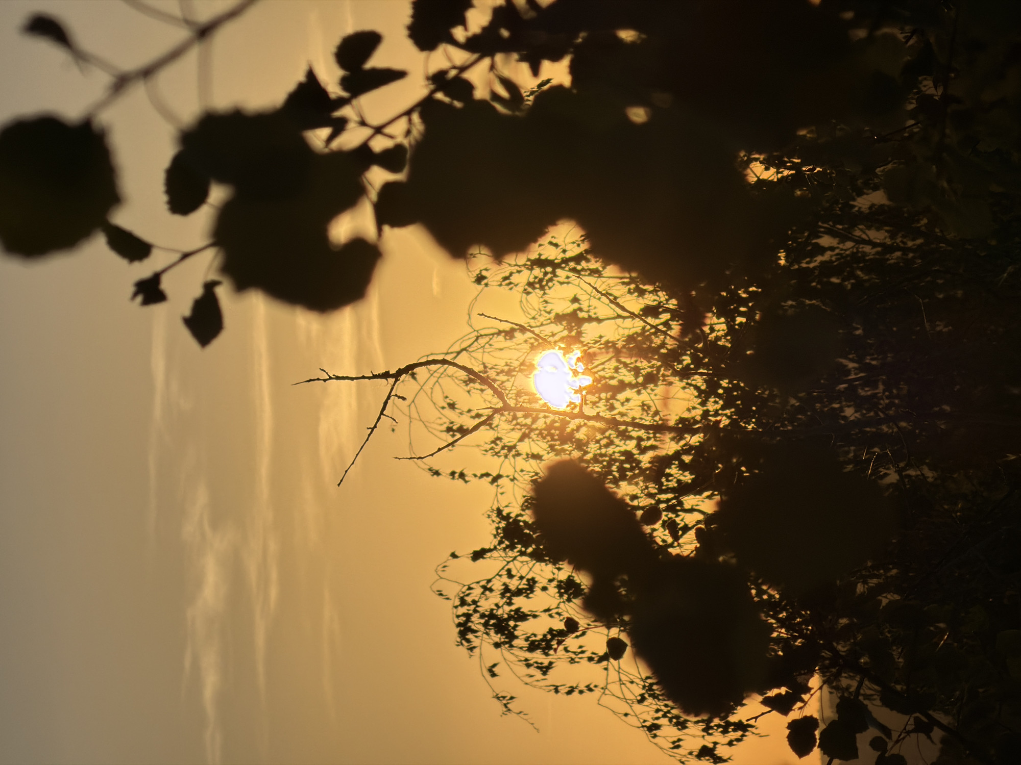 Golden hour through oak silhouettes, Esch-sur-Alzette