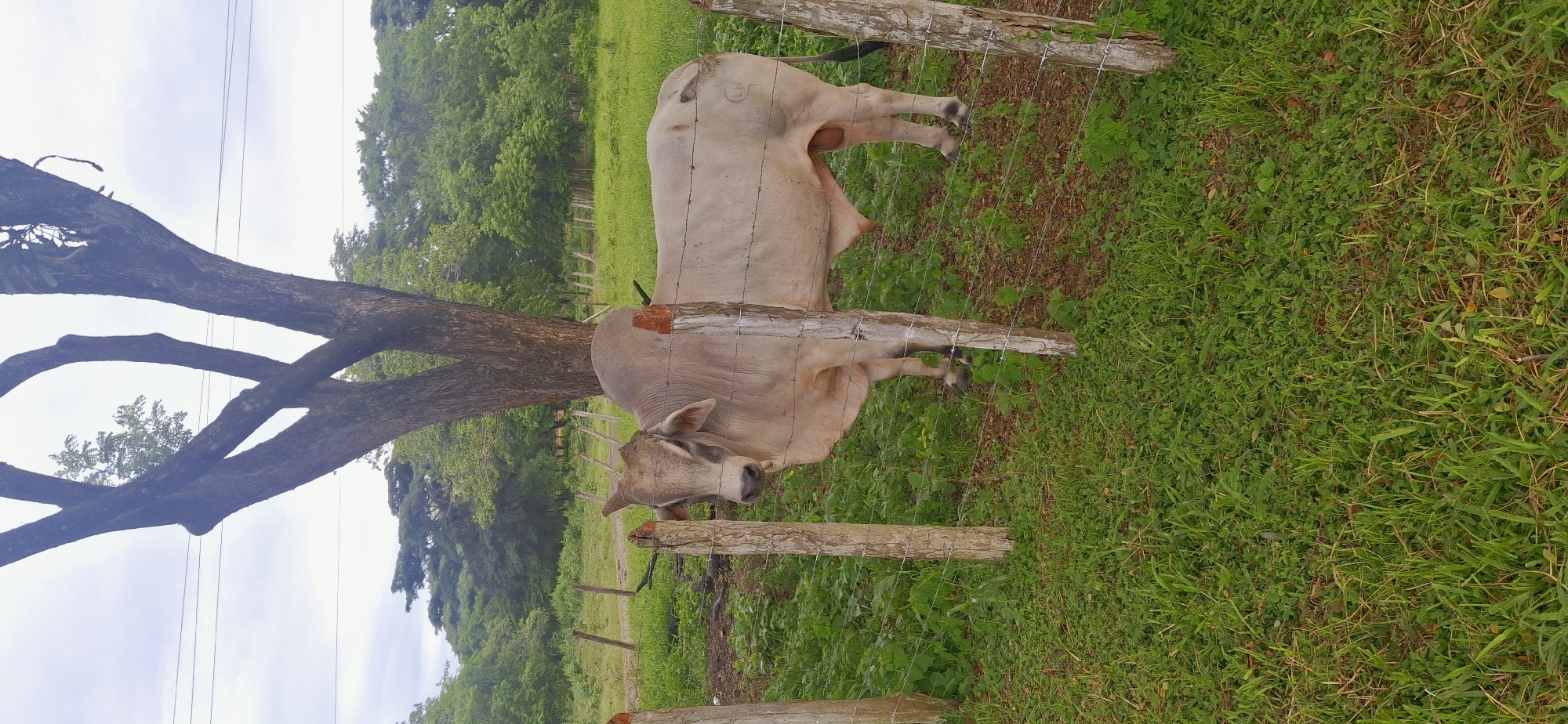 Dusk on a rural Venezuelan road, cattle grazing nearby